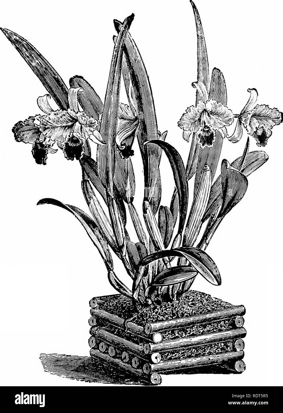 . The orchid-grower's manual, containing descriptions of the best species and varieties of orchidaceous plants in cultivation ... Orchids. CATTLEYA TRIANAE. (From the G.irdr.wr.^ Chronicle.-). Please note that these images are extracted from scanned page images that may have been digitally enhanced for readability - coloration and appearance of these illustrations may not perfectly resemble the original work.. Williams, Benjamin Samuel, 1822-1890; Williams, Henry. London, Victoria and Paradise nurseries Stock Photo