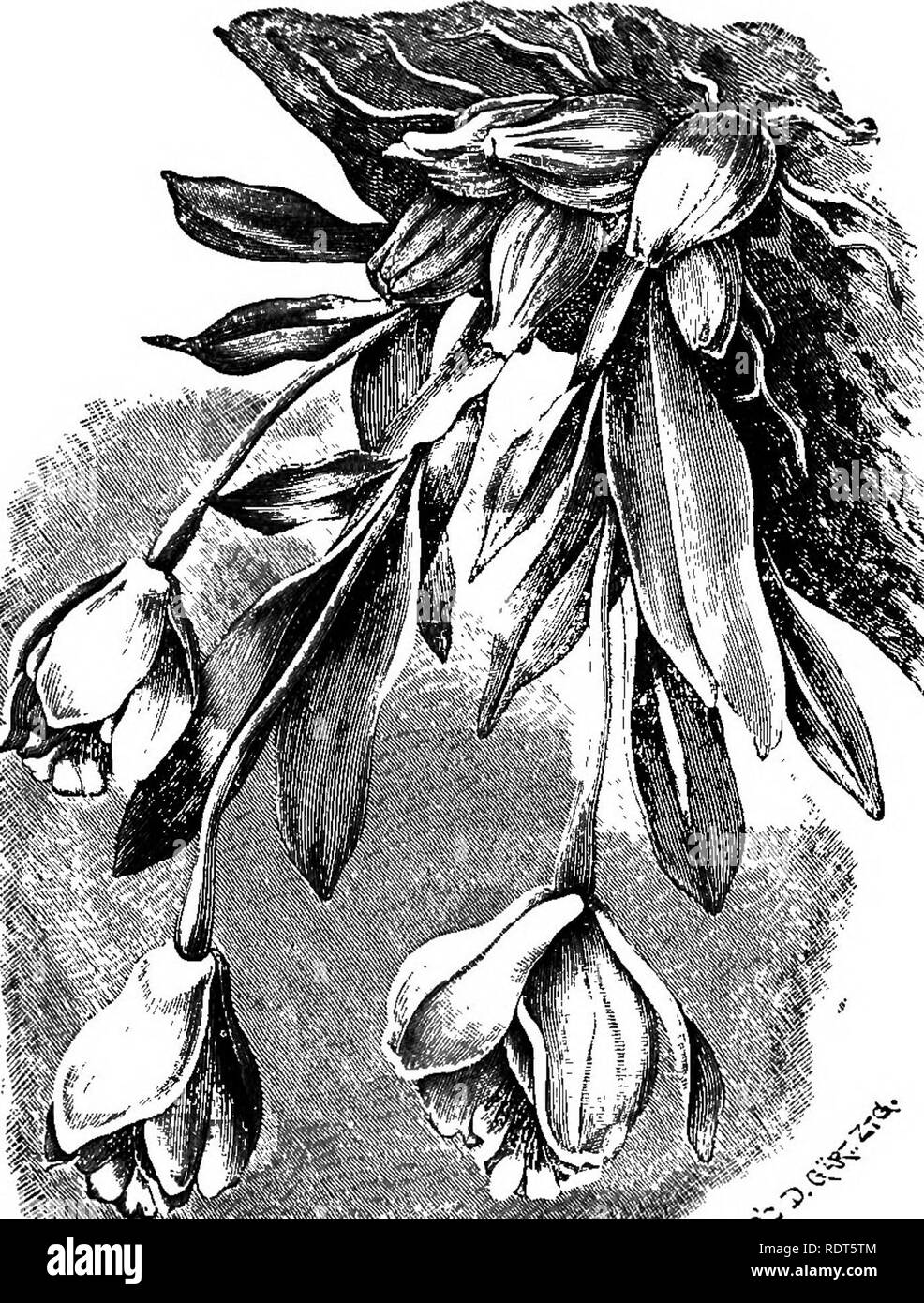 . The orchid-grower's manual, containing descriptions of the best species and varieties of orchidaceous plants in cultivation ... Orchids. CATTLEYA. 157 It Succeeds best in the Mexican house, as near the glass as its native country, possible.— Mexico. Fia.—Bot. Mag., t. 3742 ; Pcseatorea, t. 9 ; Flore des Scnvs, t. 1689 ; Warner, Sri. Oi-oli. PI., iii. t. 18 ; Hooli. Ut Cent., t. 34 ; Rnchenhachia.. i. t. 20 ; Jonrii. of Hort xv 1887, p. 565, f. 66; VciMi's Man. Orcli. PL, ii. p. 33 ; Orclild Albvw, x. t. 469. C. CITRINO-IN- TERMEDIA, Rolfe.— We consider this a wonderful hybrid. It was raised  Stock Photo