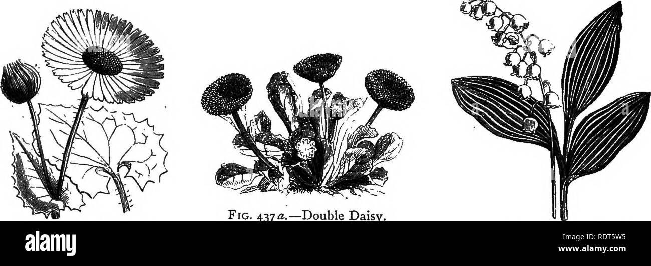 . My garden, its plan and culture together with a general description of its geology, botany, and natural history. Gardening. 226 MY GARDEN. top split loam. This month (January 1872) we have a grand display of these flowers. No garden can possibly do without its Wallflowers {Cheiranthtts Cheiri, fig. 436) for early spring blossoms. The odour and the colour are charming; and the power of the plant to grow from the per- pendicular side of a dry chalk-pit, or on the top of a dreary wall, renders it a plant which every horticulturist must love. I prefer the common mixed seedling wallflowers. Other Stock Photo