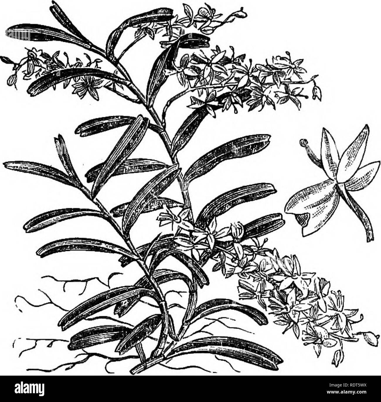 . The orchid-grower's manual, containing descriptions of the best species and varieties of orchidaceous plants in cultivation ... Orchids. CATASETUM; 14Â£ C. PURPUREA, Lindley.âA beautiful upright-growing plant,with distichous oblong-linear emarginate leaves three or four inches long. It produces its flower spikes, which are about eight inches long and many-flowered, from the side of the stem; the blossoms arc pale rose-coloured, the lip being of a deeper rosy crimson, and they appear from March to May, lasting two or three weeks in beauty. A fine specimen of this species was shown at Chiswick Stock Photo