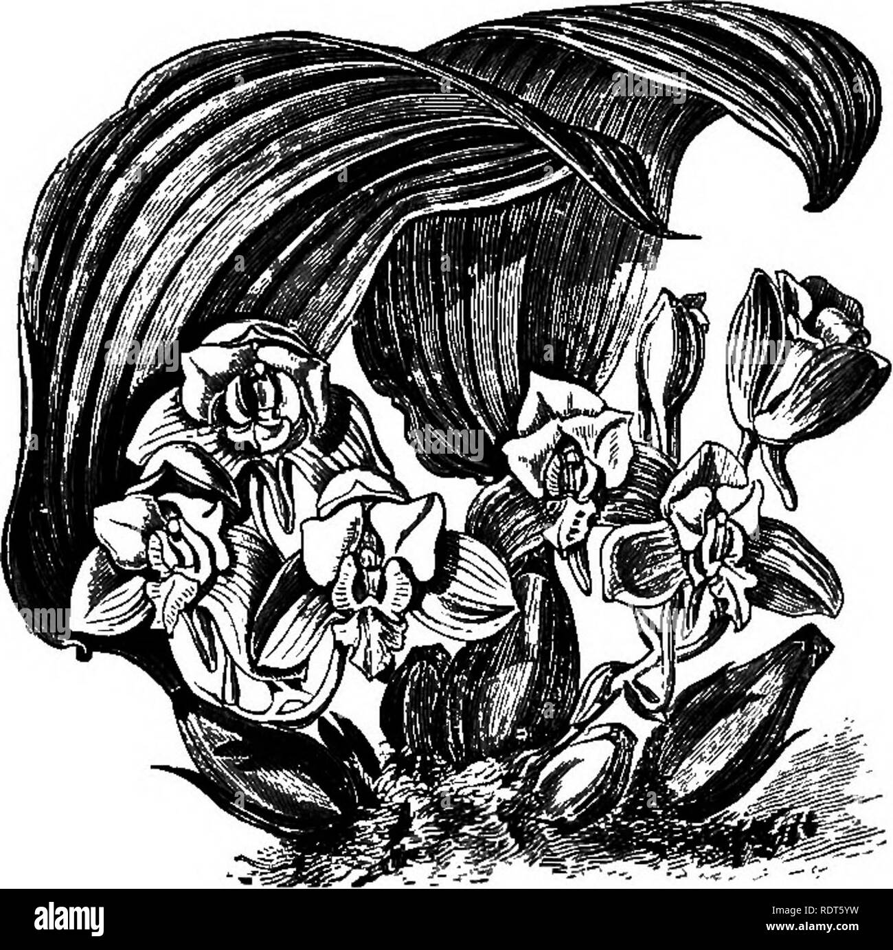 . The orchid-grower's manual, containing descriptions of the best species and varieties of orchidaceous plants in cultivation ... Orchids. 122 orchid-grower's manual. genus were more in cultivation than at the present time. It is closely allied to Mandllaria and Lycaste, but differs from both these genera in having the flowers produced in racemes instead of being solitary. CuUwre.—These plants should be grown in the cool end of the Cattleya house, and succeed best grown in pots or on blocks, in a com- post of peat and moss. The treatment they should receive is similar to that recommended for L Stock Photo