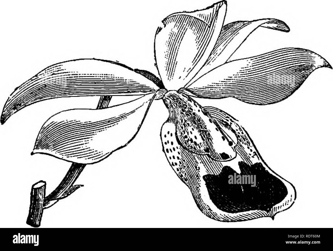 Leaves losing colour Black and White Stock Photos & Images Alamy