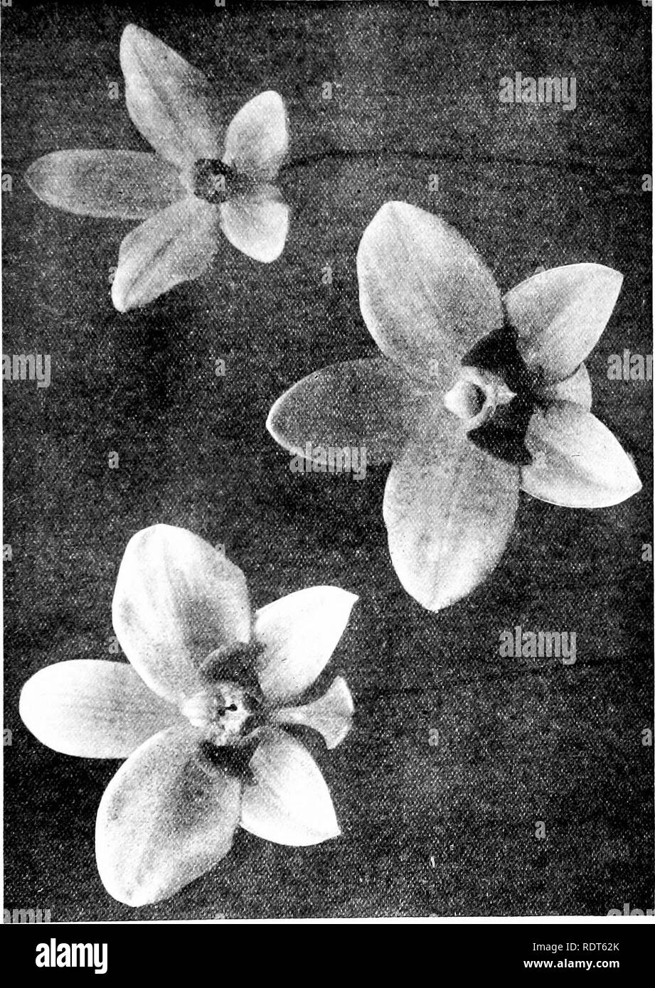 . The orchid stud-book: an enumeration of hybrid orchids of artificial origin, with their parents, raisers, date of first flowering, references to descriptions and figures, and synonymy. With an historical introduction and 120 figures and a chapter on hybridising and raising orchids from seed. Orchids. Part II. Suppi; THE ORCHID STUD-BOOK. 311 9a. S.-o. X warnhamensis (C. amethystoglossa x S. grandiflora), G.C. 1904, ii. 355; 1906, i. 158; O.K. 1904,366; 1906, 108; J. H. 1906, i. 295, f (v. Cerise); G.M. 1906,547, f. âLucas, 1904. 36. S0PHR0L/ELIA. 3. S-l. X I seta (p. 236); J. H 1905, ii. 99, Stock Photo