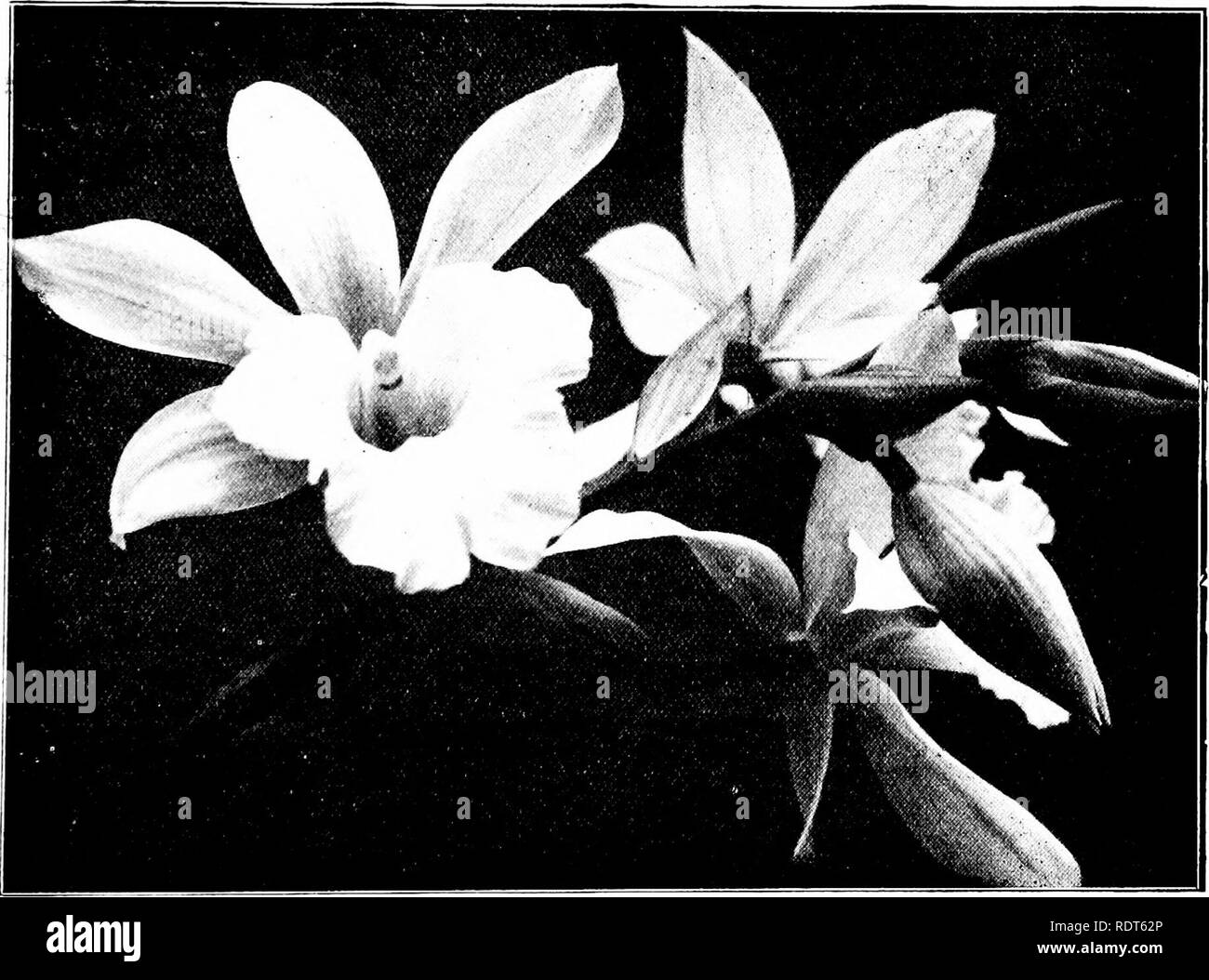 . The orchid stud-book: an enumeration of hybrid orchids of artificial origin, with their parents, raisers, date of first flowering, references to descriptions and figures, and synonymy. With an historical introduction and 120 figures and a chapter on hybridising and raising orchids from seed. Orchids. Part II. Suppl] THE ORCHID STUD-BOOK. 309 27. PHAIOCALAMTHE. 3a. P.-c. X Colmanii (Calanthe Regnieri (Stevensii) x Phaius Cooksoni (Norman), G.C. 1907, i. 31 ; O.R. 1907, 49, 89, f. 10.—Colman, 1907. 29. PHAIUS. 4. P. x Chapmanii (p. 222); O.R. 1907, 221. 5. P. X Clive (p. 222); G. World, 1904,  Stock Photo