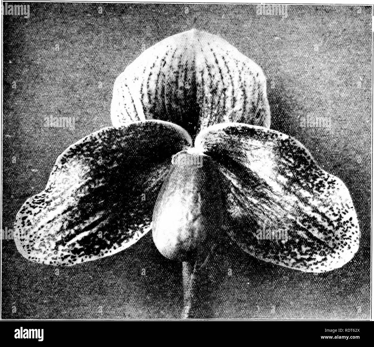 . The orchid stud-book: an enumeration of hybrid orchids of artificial origin, with their parents, raisers, date of first flowering, references to descriptions and figures, and synonymy. With an historical introduction and 120 figures and a chapter on hybridising and raising orchids from seed. Orchids. Part II. Suppl. THE ORCHID STUD-BOOK. 301 300. P. x Iphis (p. 169). C. x Argo-tonsum, G.C. 1904, ii. 324 ; O.K. 1904, 363.—Goodson. 307. P. x Jeanette (p. 169). C. x Grace Pitt, G.C. 1905, ii.21S ; O.R. 1905, 307.—Pitt. C. x Closonianum, Rev. H. Beige, 1906, 23. — Lambeau. 308a. P. x Jerninghami Stock Photo