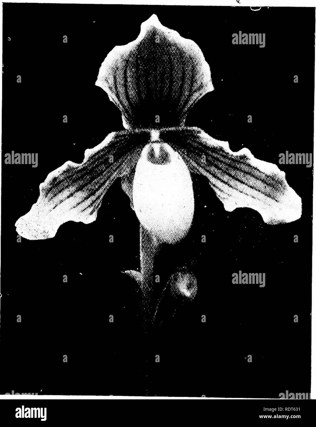 The Orchid Stud Book An Enumeration Of Hybrid Orchids Of Artificial Origin With Their Parents Raisers Date Of First Flowering References To Descriptions And Figures And Synonymy With An Historical Introduction And