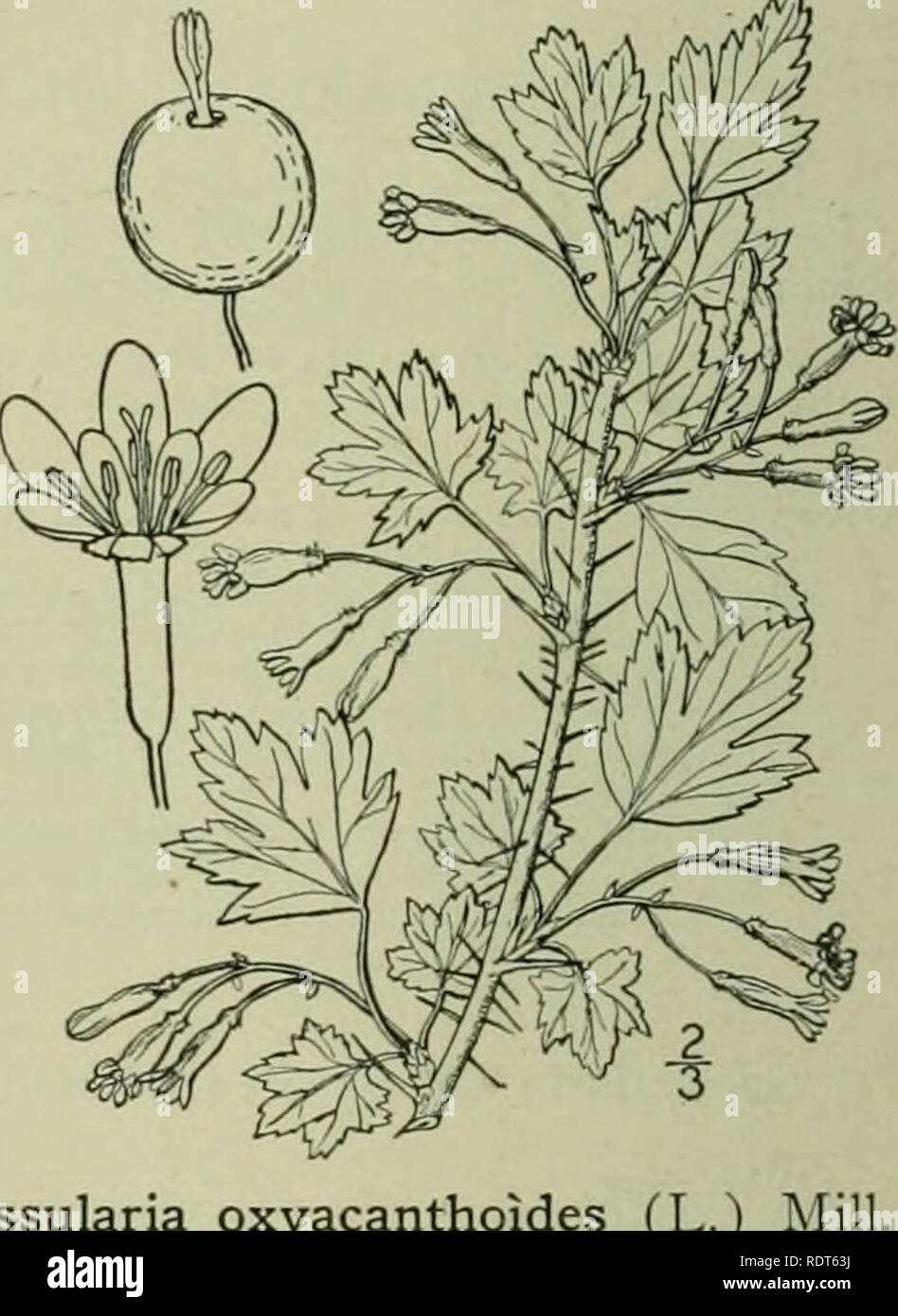 . An illustrated flora of the northern United States, Canada and the British possessions : from Newfoundland to the parallel of the southern boundary of Virginia and from the Atlantic Ocean westward to the 102nd meridian. Botany. 4. Grossularia oxyacanthoides (L.) M Hawthorn or Northern Gooseberry. Fig. 2208. Ribes oxyacanthoides L. Sp. PI. 201. 1753. Grossularia oxyacanthoides Milk Card. Diet. Ed. 8, No. 4. 1768. Nodal spines generally solitary, light colored, 3&quot;-6&quot; long, sometimes none. Prickles scattered or wanting; leaves suborbicular, the lobes obtuse or acute; petioles and lowe Stock Photo
