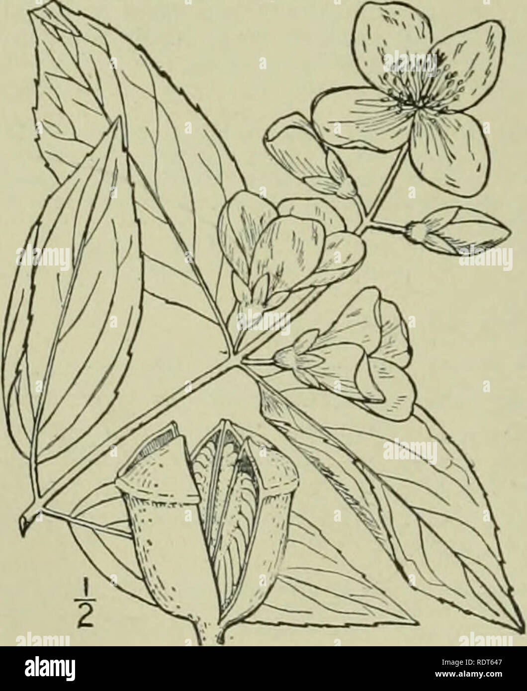 . An illustrated flora of the northern United States, Canada and the British possessions : from Newfoundland to the parallel of the southern boundary of Virginia and from the Atlantic Ocean westward to the 102nd meridian. Botany. I. 3. Philadelphus coronarius L. Garden Syringa. ]Iock Orange. Fig. 2191. Philadelphus coronarius L. Sp. PI. 470. 1753. A shrub 8°-io° high. Leaves short-petioled, oval, elliptic or ovate-elliptic, 2-4' long, glabrous above, pubescent beneath, acute or acuminate at the apex, rounded or narrowed at the base, den- ticulate with distant teeth. 3-nerved; flowers numerous Stock Photo
