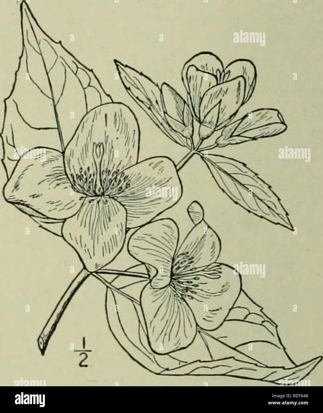 . An illustrated flora of the northern United States, Canada and the British possessions : from Newfoundland to the parallel of the southern boundary of Virginia and from the Atlantic Ocean westward to the 102nd meridian. Botany. I. Philadelphus inodorus L. Scentless Syringa. Fig. 2189. Philadelphus inodorus L. Sp. PI. 470. 1803. A shrub, 6°-8° high, glabrous or very nearly so throughout. Leaves ovate or oval, acute or acu- minate at the apex, rounded or sometimes nar- rowed at the base, 2-5' long, strongly 3-nerved, serrate with small distant teeth, or entire; flow- ers white, inodorous, abou Stock Photo