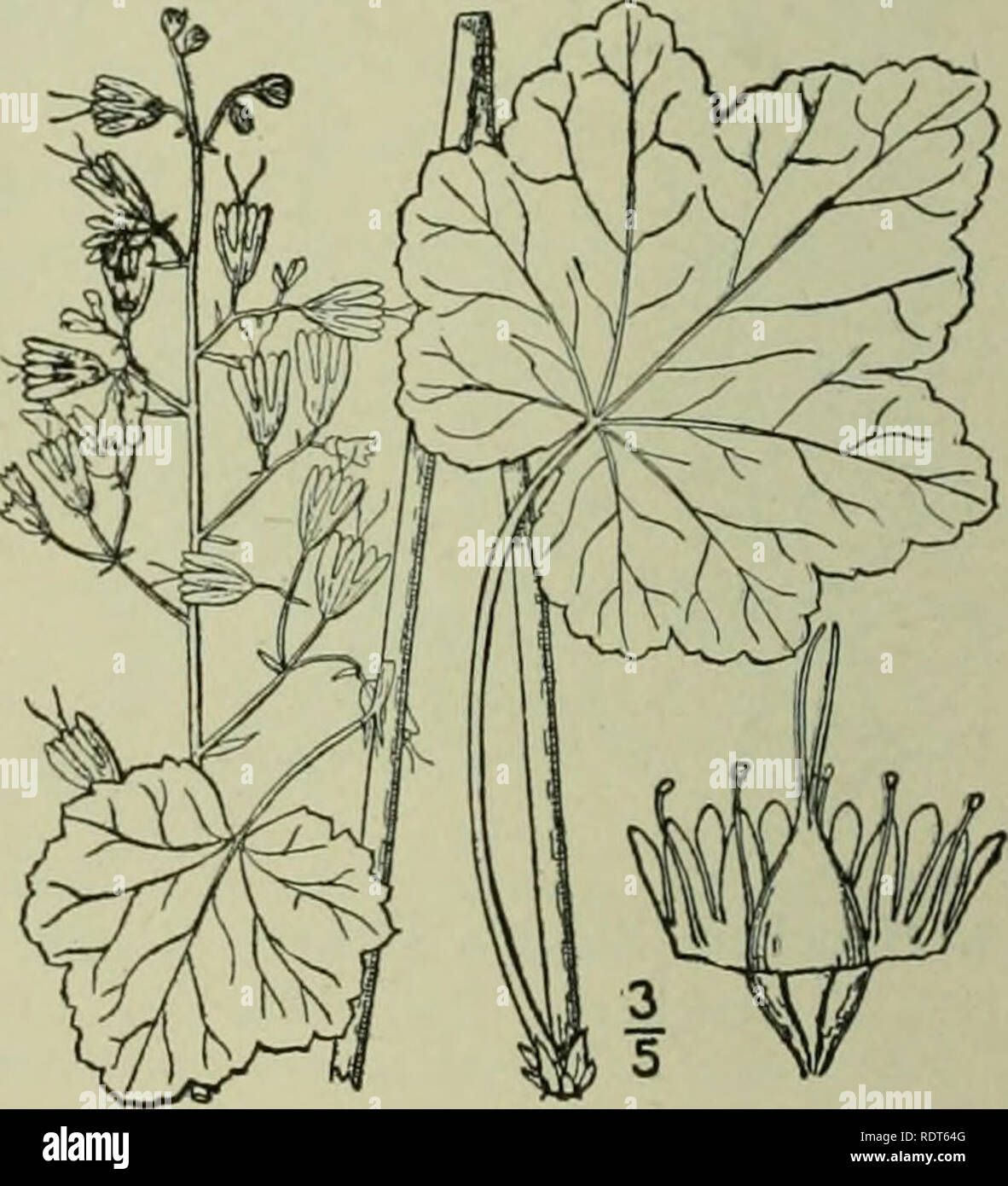 . An illustrated flora of the northern United States, Canada and the British possessions : from Newfoundland to the parallel of the southern boundary of Virginia and from the Atlantic Ocean westward to the 102nd meridian. Botany. 9. Heuchera longiflora Rydb. Long- flowered Heuchera. Fia:. 2181. Heuchera longiflora Rydb.; Britton, Man. 482. Stems i2°-3° liigli, glabrous or hirsiitulous above, leafless. Leaves long-petioled, orbicular- reniform to orbicular-ovate, 2-4' wide, shal- lowly lobed and with very broad teeth; panicle la-x, wide, with slender branches; flowering calyx 4&quot;-s&quot; lo Stock Photo