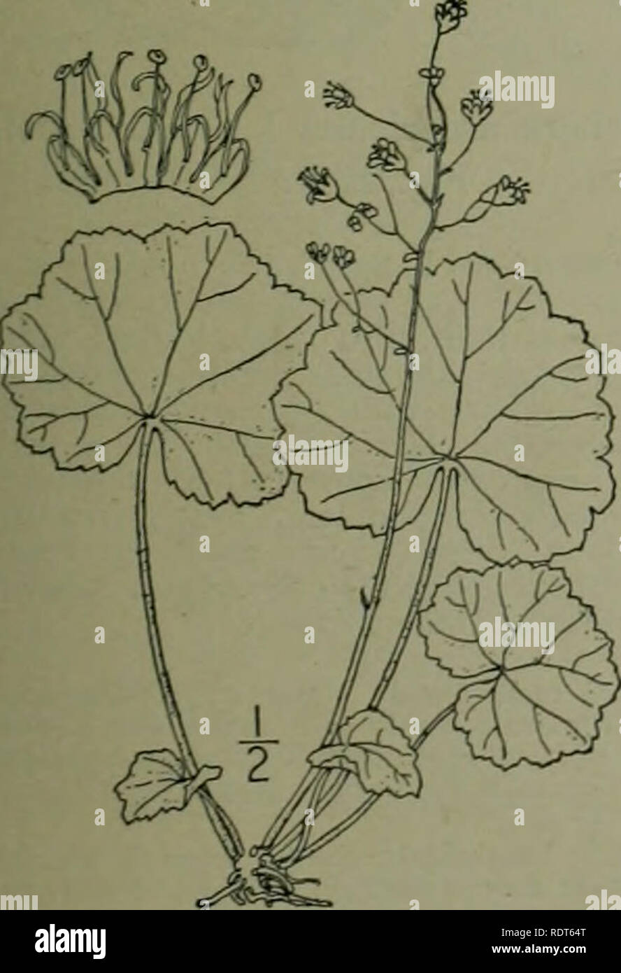 . An illustrated flora of the northern United States, Canada and the British possessions : from Newfoundland to the parallel of the southern boundary of Virginia and from the Atlantic Ocean westward to the 102nd meridian. Botany. Genus SAXIFRAGE FAMILY. throat of the calyx. Stamens g, inserted with the petals. Ovary i-celled; styles 2, slender. Ovules ^. Capsule 2-valved, 2-beaked. Seeds minutely hispid or muricate. [Named for Johann Heinrich von Heuchcr, 1677-1747, a German botanist.] About 70 species, natives of North America and Mexico. Type species: Heuchera americana L. Flowers regular or Stock Photo