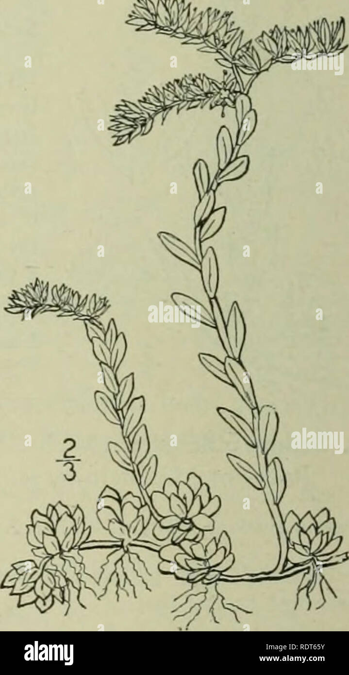 . An illustrated flora of the northern United States, Canada and the British possessions : from Newfoundland to the parallel of the southern boundary of Virginia and from the Atlantic Ocean westward to the 102nd meridian. Botany. 9. Sedum Nevii A. Grav. Xevius' Stonecrop. Fig. 2142. Sedum Ncvii A. Gray, Man. Ed. 5, 1S67 Densely tufted, glabrous, stems spreading or decum- bent, flowering branches ascending, 3-5' high. Leaves of the sterile shoots very densely imbricated, spatulate or obovate, narrowed or cuneate at the base, mostly sessile, rounded at the apex, entire, 3&quot;-6&quot; long, i&q Stock Photo