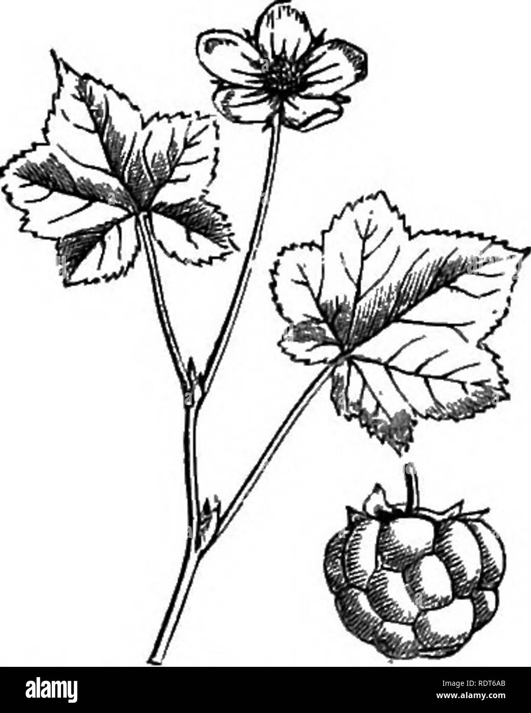 . My garden, its plan and culture together with a general description of its geology, botany, and natural history. Gardening. THE CLOUDBERRY. There are two allied species of Cloudberries, the Rubus arcticus and Rubus CltamcEmorus (fig. 390), which have been planted. The first lives, but has not done well. Dr. Fergus, who recently visited Norway, was so kind as to procure me a large number of roots of the Norway Cloudberry^ which has an historical interest, having been eaten by Linnffius when suffering from fever. I have made a deep plantation of peat, and over this I have planted the roots in  Stock Photo