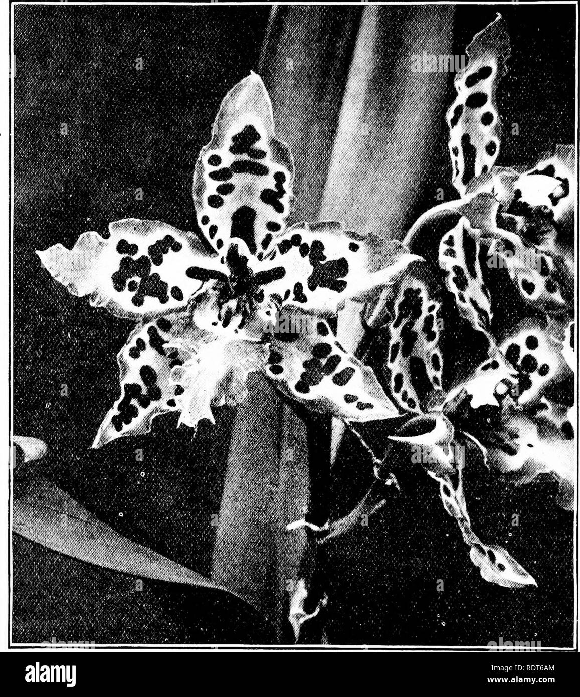 . The orchid stud-book: an enumeration of hybrid orchids of artificial origin, with their parents, raisers, date of first flowering, references to descriptions and figures, and synonymy. With an historical introduction and 120 figures and a chapter on hybridising and raising orchids from seed. Orchids. 290 THE ORCHID STUD-BOOK. [Part II. Suppl. O. X Cobbice, O.R. 1907, 83.—Fowler. 14g. 0. X Lucasianum (x cristatellum x Hallii), G.C. 1905, i. 333 (v. heatonense); O.R. 1905, 172 (id.).—Schroder, 1905. 15. 0. X miriflcum (p. 126); G. World, 1905, 455, f. O. X Annie Louise, G.C. 1904, i. 239 ; O.R Stock Photo