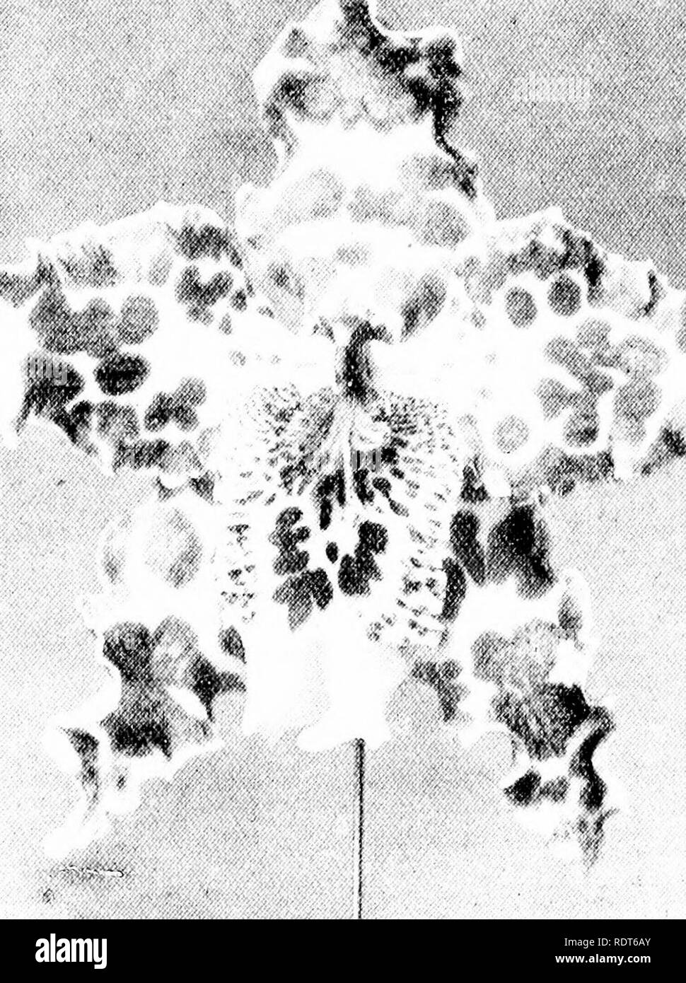. The orchid stud-book: an enumeration of hybrid orchids of artificial origin, with their parents, raisers, date of first flowering, references to descriptions and figures, and synonymy. With an historical introduction and 120 figures and a chapter on hybridising and raising orchids from seed. Orchids. 288 THE ORCHID STUD-BOOK. [Part II. Sup pi. Hi. 0. X Gladys (cirrhosum x spectabile), G.C. 1906, i. 157; O.R. 1906, 108.âCharlesworth, 1906. Ilk. 0. x Hallio Adrianae (x Adrianae x Hallii), G.C. 1906, i. 110; O.R. 1906, 85.-Charlesworth, 1906. HI. 0. X Halli-xanthum (Hallii x Kegeljani).âCrawsha Stock Photo