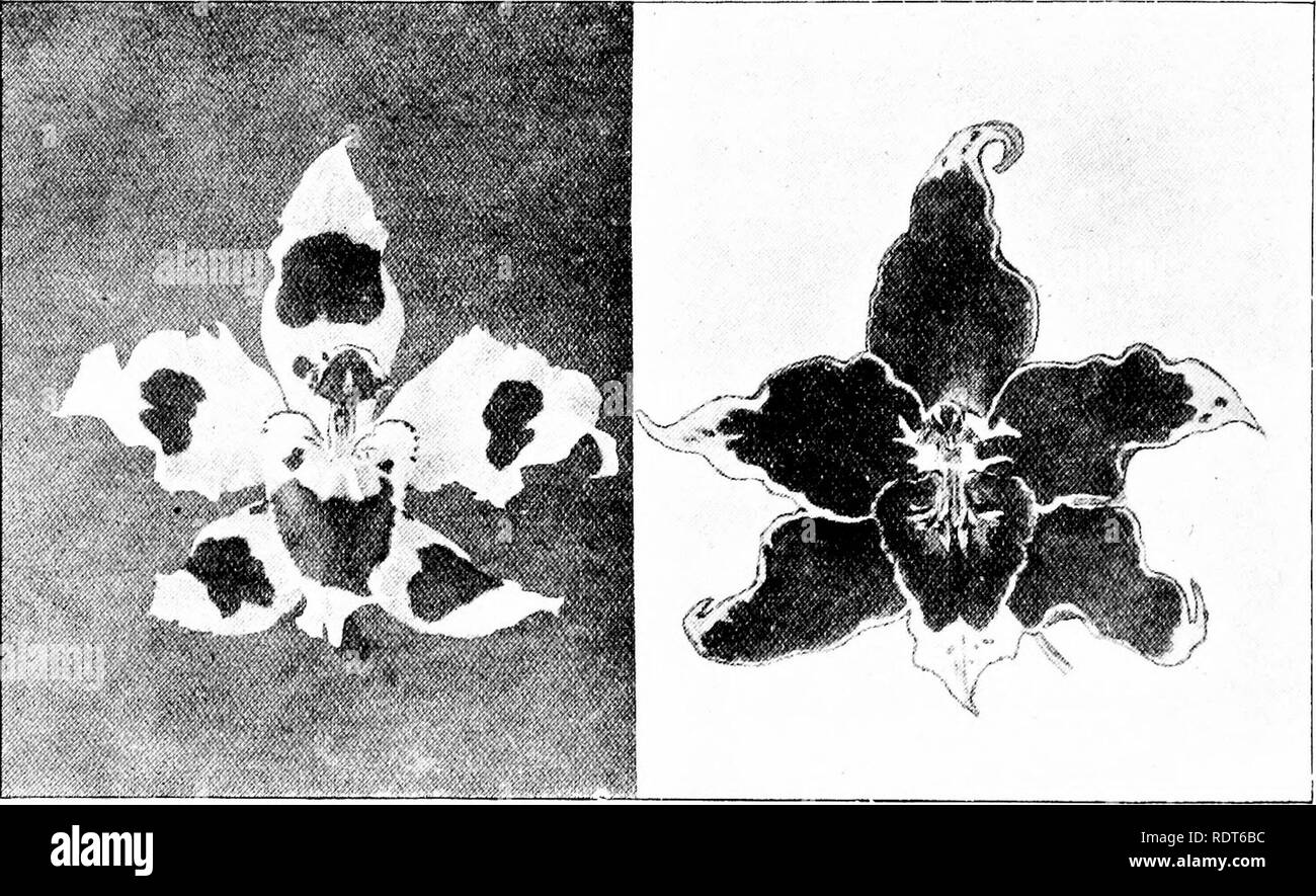 . The orchid stud-book: an enumeration of hybrid orchids of artificial origin, with their parents, raisers, date of first flowering, references to descriptions and figures, and synonymy. With an historical introduction and 120 figures and a chapter on hybridising and raising orchids from seed. Orchids. 284 THE ORCHID STUD-BOOK. [Part II. Snpp/. • O. x eximium, O.K. 1907, 209, f. 24 ; 210 (v. King Edward); Rep. R.H.S. Conf. Genet. 247, 268.—Vuylsteke. O. x coeriileum, O.R. 1907, 178, 209, 210, f. 25.—Vuylsteke. The history of this hybrid has been much confused, owing to the absence of records,  Stock Photo