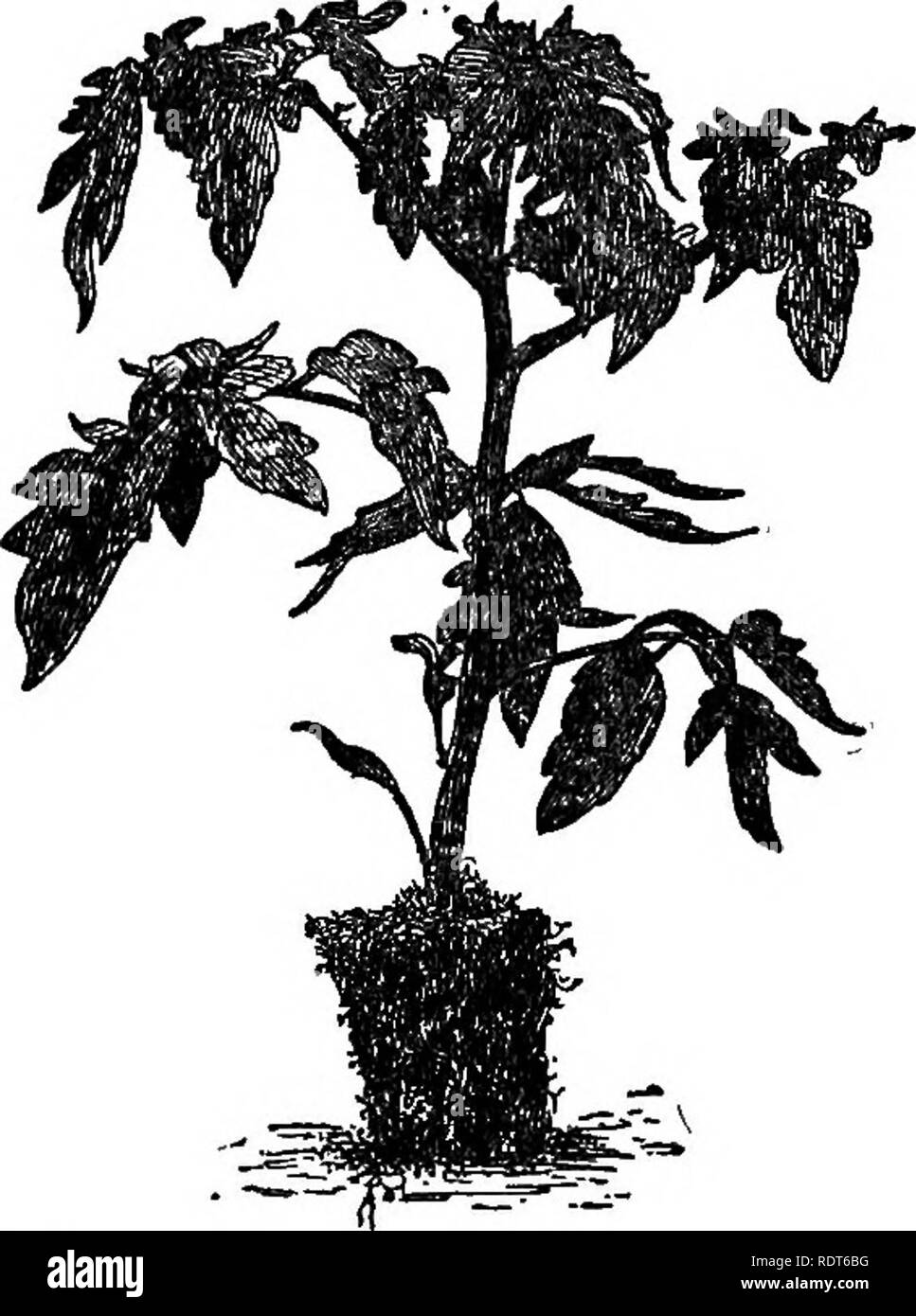 The Garden Book A Popular Treatise On The Growing Of Vegetables Under Both Home And Market Conditions Containing Concise And Dependable Information Concerning The Planting Cultivation Spraying Harvesting And Marketing The