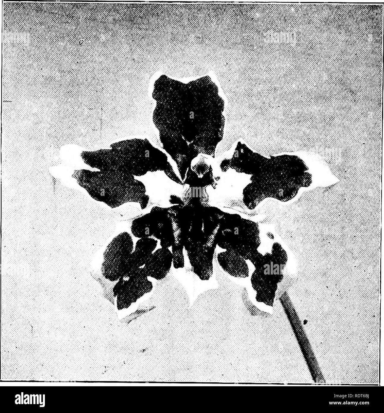 . The orchid stud-book: an enumeration of hybrid orchids of artificial origin, with their parents, raisers, date of first flowering, references to descriptions and figures, and synonymy. With an historical introduction and 120 figures and a chapter on hybridising and raising orchids from seed. Orchids. 282 THE ORCHID STUD-BOOK. [Part II. Suppl. â Ob. 0. X Albertii (X armainvillierense x Denisona;).âSander, 1907. O. X Prince Albert, G.C. 1907, i. 289 ; O.R. 1907, 172. - Sander. O. X laudatum, Rev. H. Beige, 1907, 366.âVuylsteke. Oc. 0. X Aliceae (Edwardii x spectabile), G.C. 1907, i. 26, f. 15, Stock Photo