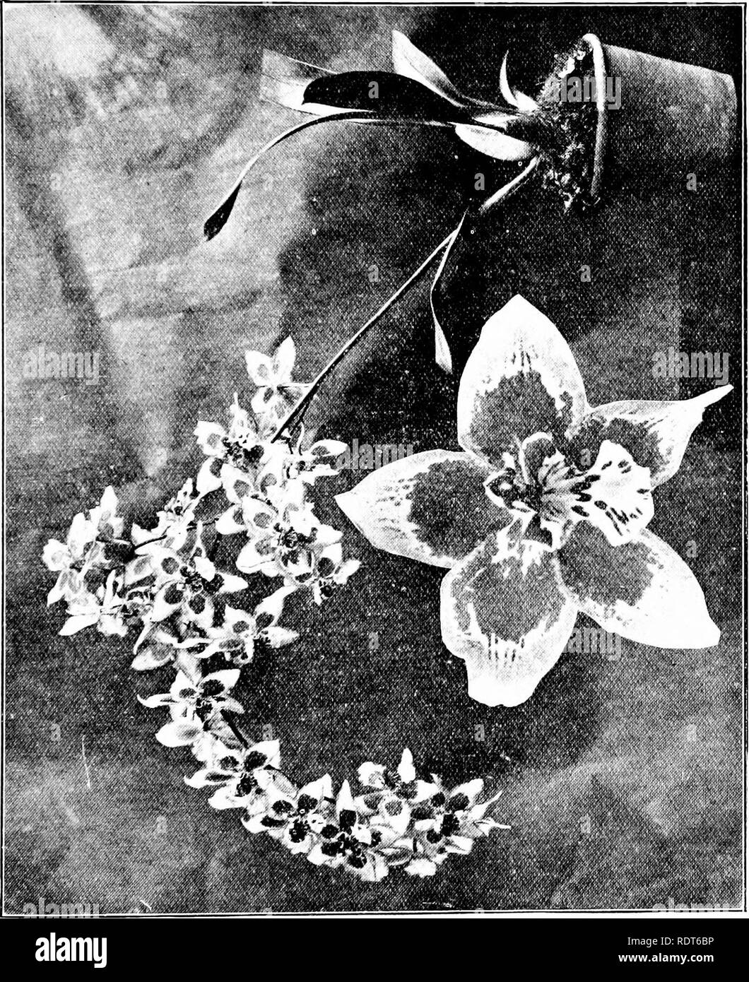 . The orchid stud-book: an enumeration of hybrid orchids of artificial origin, with their parents, raisers, date of first flowering, references to descriptions and figures, and synonymy. With an historical introduction and 120 figures and a chapter on hybridising and raising orchids from seed. Orchids. Part II. Supply THE ORCHID STUD-BOOK. 281 5. 0. X Yuylstekese (C. Noetzliana x O. nobile), G.C. 1904, i. 360, f. 159; June 4, Suppl. 2; 1906, ii. 47, ff. 21, 22; 1907, ii. 63; O.K. 1904, 181, 189, 209, f. 34; 1906, 217, f. 26; G.M. 1904, 376, f. ; J.H. 1904, i. 487, f. ; Gard. 1904, i. 433, f. ; Stock Photo
