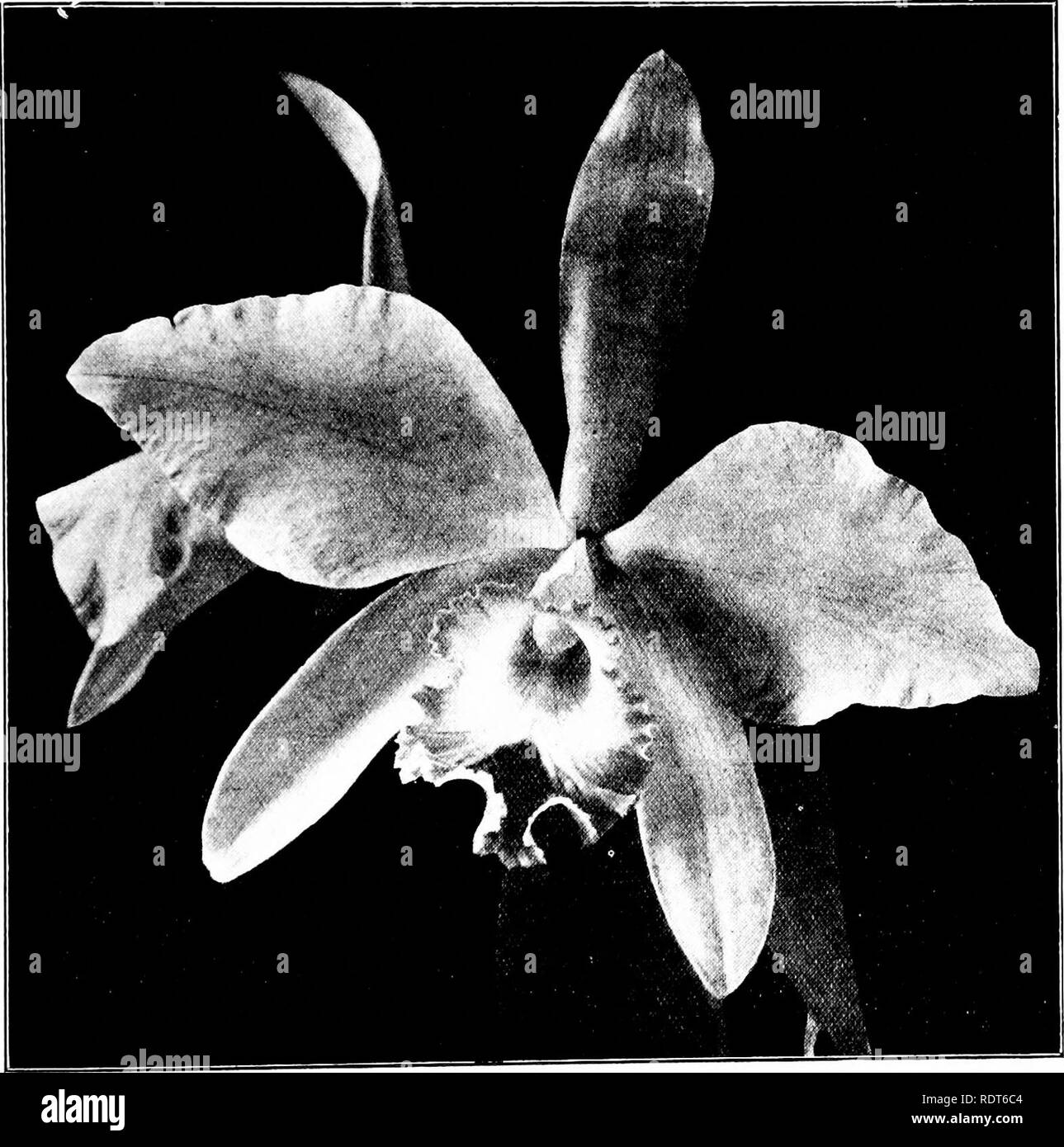 . The orchid stud-book: an enumeration of hybrid orchids of artificial origin, with their parents, raisers, date of first flowering, references to descriptions and figures, and synonymy. With an historical introduction and 120 figures and a chapter on hybridising and raising orchids from seed. Orchids. Part II. Suppl.] THE ORCHID STUD-BOOK. 277 L.-c. x (unnamed), Rev.H. Beige, 1907, 211.—Peeters. L.-c. X Caligula, G.C. 1907, ii. 77 ; O.K. 1907, 245.- Holford. 206a. L.-c. x ronselensis (C. Forbesii 5 x L. cinnabarina), G.C. 1904. ii. 433; O.R. 1905, 21.—Wavrin, 1904. L.-c. x (unnamed), Rev. H.  Stock Photo