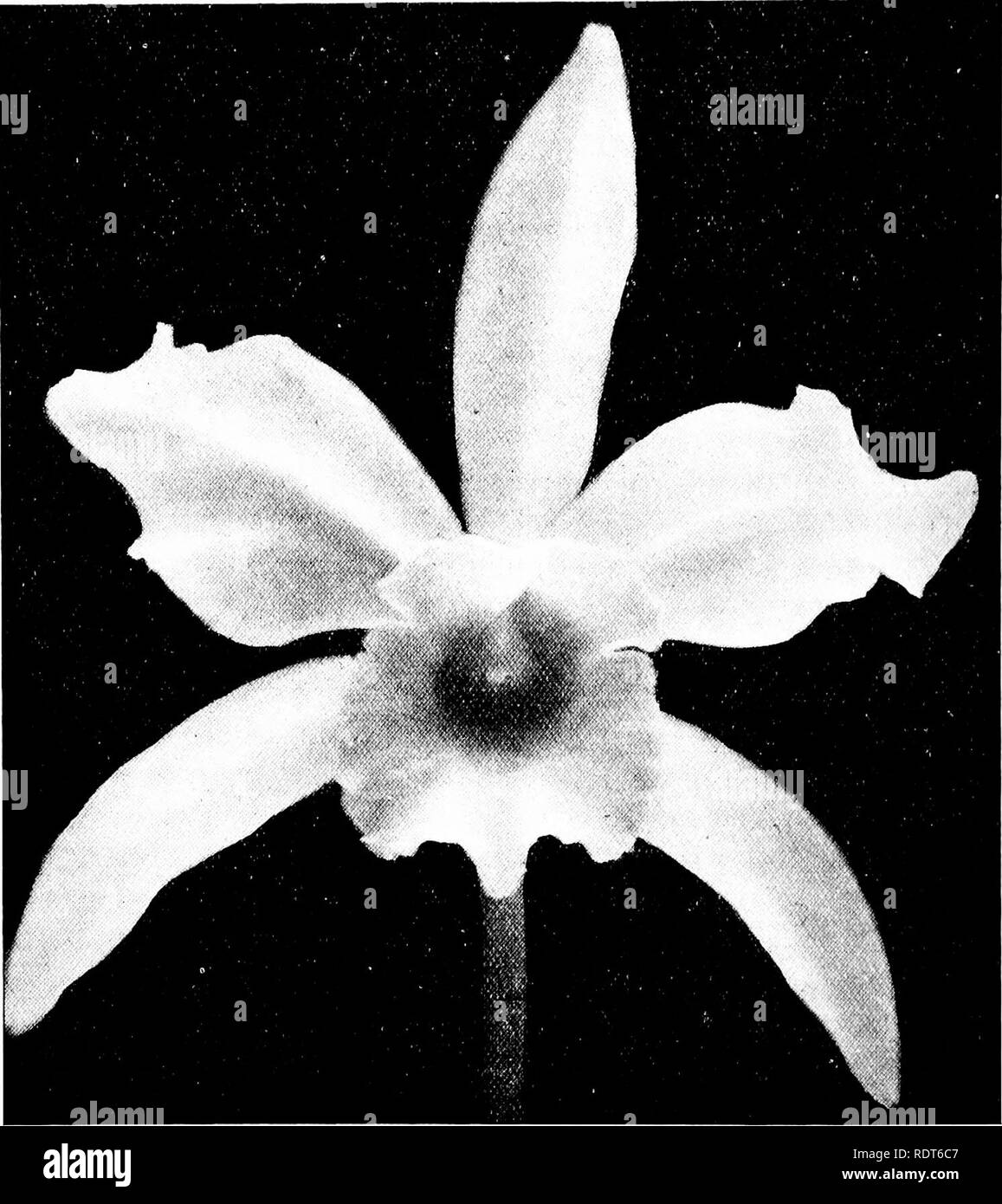 . The orchid stud-book: an enumeration of hybrid orchids of artificial origin, with their parents, raisers, date of first flowering, references to descriptions and figures, and synonymy. With an historical introduction and 120 figures and a chapter on hybridising and raising orchids from seed. Orchids. 276 THE ORCHID STUD-BOOK. [Part II. Suppl. 188b. L.-c X Perrilosa (C. granulosa x L. Perrinii), G.C. 1906, ii. 265; O.R. 1906, 338, 350, 375.—R. I. Measures, 1905. L.-c. x (unnamed), O.R. 1905, 357.—R. I. Measures. 188c. L.-c. X Perseus (C. x Minerva x L.-c. x Clive), O.R. 1905, 23; 1906, 29.—Ch Stock Photo