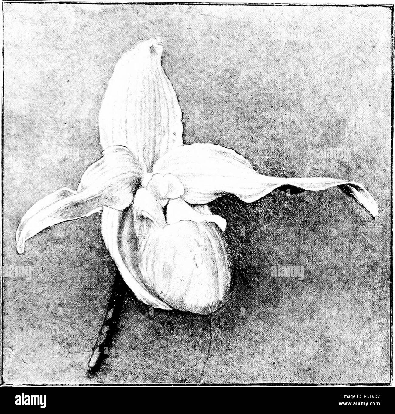 . The orchid stud-book: an enumeration of hybrid orchids of artificial origin, with their parents, raisers, date of first flowering, references to descriptions and figures, and synonymy. With an historical introduction and 120 figures and a chapter on hybridising and raising orchids from seed. Orchids. Part II. THE ORCHID STUD-BOOK. 231 28. P. x Schrcederae (caudatum ? x Sedenii), O.K. 1898, 361, f. 17.— Veitch, 1S83. [gee Fig 89 C. x Schrcederaa, G.C. 1SS3, i. 432; O.A. v. t. 196; Lmd. ii. t. 69 (v. splendens); V. Man. O. iv. 105, f., J.H. 1890, i. 405, f. 60 ; G. World, 1890, 200, f. S. x Sc Stock Photo