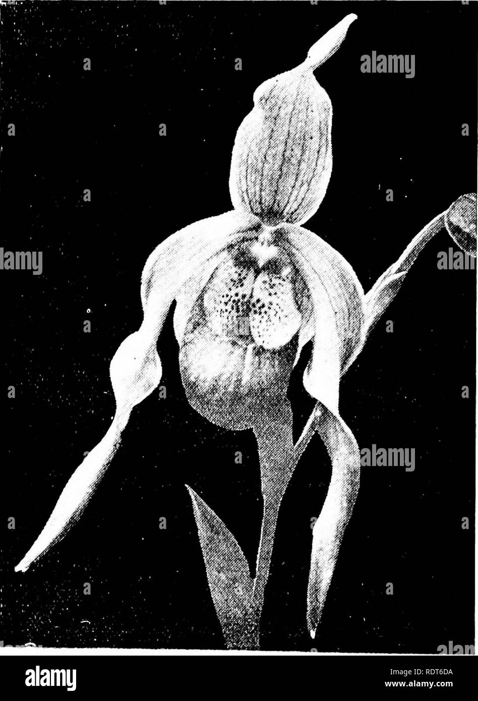 . The orchid stud-book: an enumeration of hybrid orchids of artificial origin, with their parents, raisers, date of first flowering, references to descriptions and figures, and synonymy. With an historical introduction and 120 figures and a chapter on hybridising and raising orchids from seed. Orchids. 230 THE ORCHID STUD-BOOK. [Part II In the last-mentioned the pale P. caudatum Wallisii was the pollen parent. 25. P. X Perseus (Lindleyannm x Sedenii ? ).—Veitch, 1892. C. x Phaedra, G.C. 1893, i. 80; O.R. 1893, 61.—Veitch. S. X Phaedra, 0.7?. 1893, 52. C. x Perseus, G.C. 1892, ii. 622. S. x Per Stock Photo