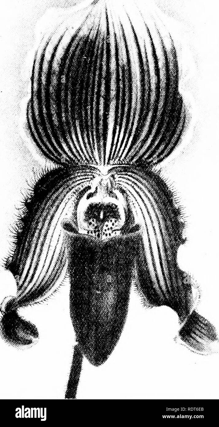 . The orchid stud-book: an enumeration of hybrid orchids of artificial origin, with their parents, raisers, date of first flowering, references to descriptions and figures, and synonymy. With an historical introduction and 120 figures and a chapter on hybridising and raising orchids from seed. Orchids. 214 THE ORCHID STUD-BOOK. [Part II. C. X Uriel, Auwr. G. 1900, 151 ; Cliron. 0. i. 342. 586. P. x Yacuna (Rothschildianum x villosum 2 ). —Veitch, 1898. C. x Rothschildiano-villosum, G.C. 1898, ii. 168; O.K. 1898, 287.—Veitch. 587. P. X Yannerse (Curtisii S X selligerum), O.K. 1902, 316, 317.— V Stock Photo
