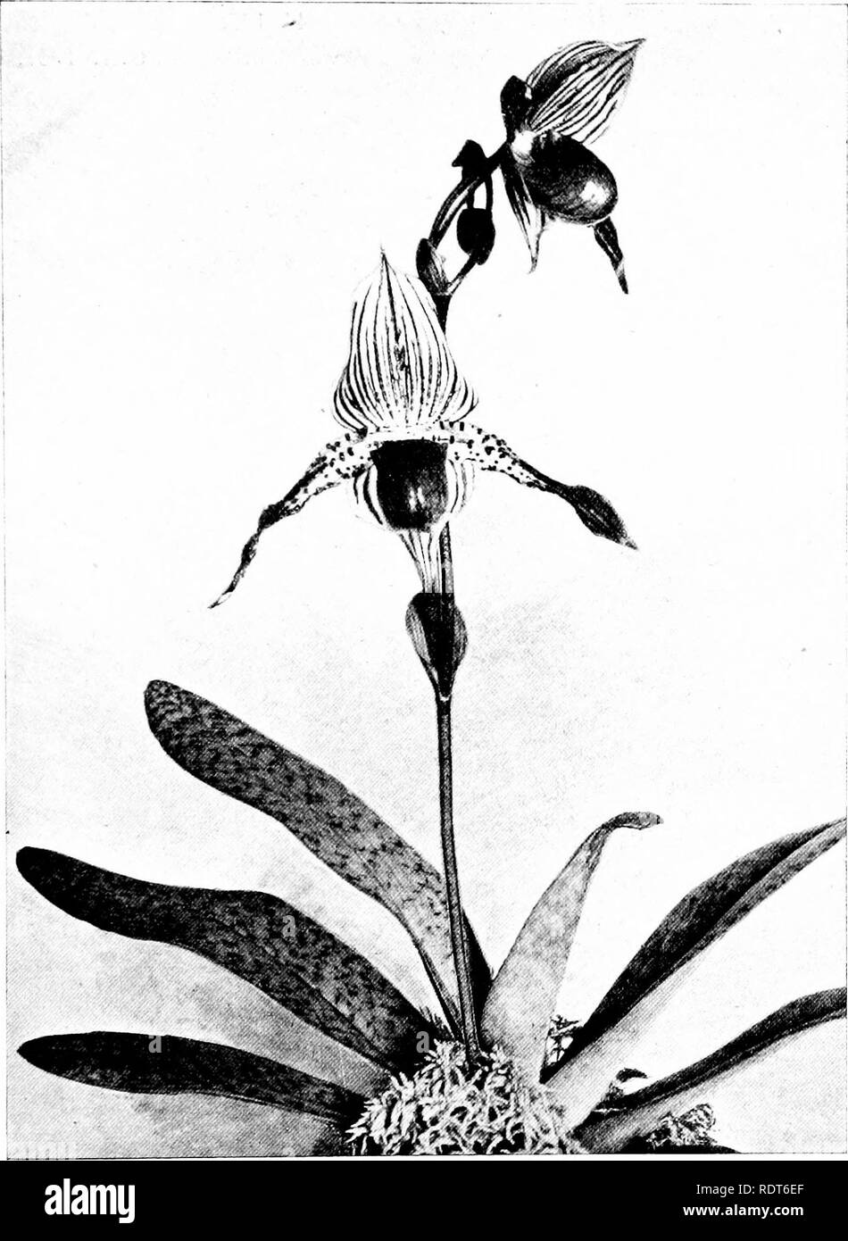 . The orchid stud-book: an enumeration of hybrid orchids of artificial origin, with their parents, raisers, date of first flowering, references to descriptions and figures, and synonymy. With an historical introduction and 120 figures and a chapter on hybridising and raising orchids from seed. Orchids. THE ORCHID STUD-BOOK. 213 C. X Unixia, G.C. 1900, ii. 214 ; O.K. 1900, 314. 584. P. x Urania (Charlesworthii x Io 5).—Cappe, 1900. C. x (unnamed), J.S.H.Fr. 1900, 537.—Cappe. C. x Urania, G.C. 1901, i. 374 ; 0 R. 1901, 218.—Cappe.. Fig. 8i. Paphiopedilum X Venetia- C. x Martin-Cahuzac, J.S.H.Fr. Stock Photo
