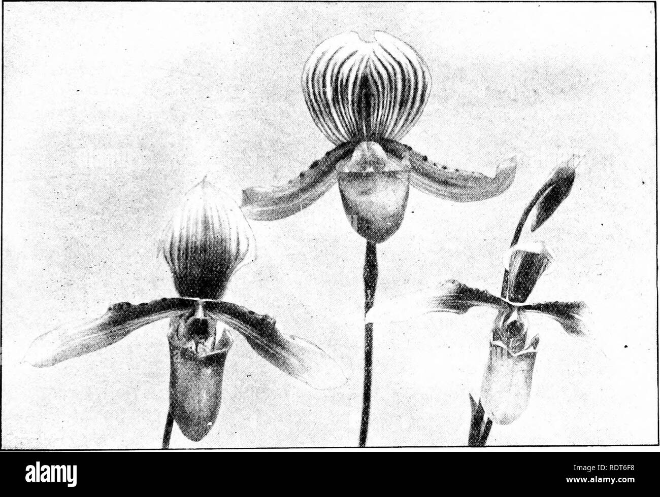 . The orchid stud-book: an enumeration of hybrid orchids of artificial origin, with their parents, raisers, date of first flowering, references to descriptions and figures, and synonymy. With an historical introduction and 120 figures and a chapter on hybridising and raising orchids from seed. Orchids. Part II.] THE ORCHID STUD-BOOK. 205 C. X Schrcederce, J.H. 1902, ii. 526.—Charlesworth. 533. P x Schusterianum (Hookers x villosum).—Linden, 1900. C. X Schusterianum, G.C. 1900, i. 110; O.R. 1900, 90. 535. P. x Scylla (Boxallii x Dayanum), O.R. 1899, 55. -Graves, 1895. C. X Scylla, Amer. G. Marc Stock Photo
