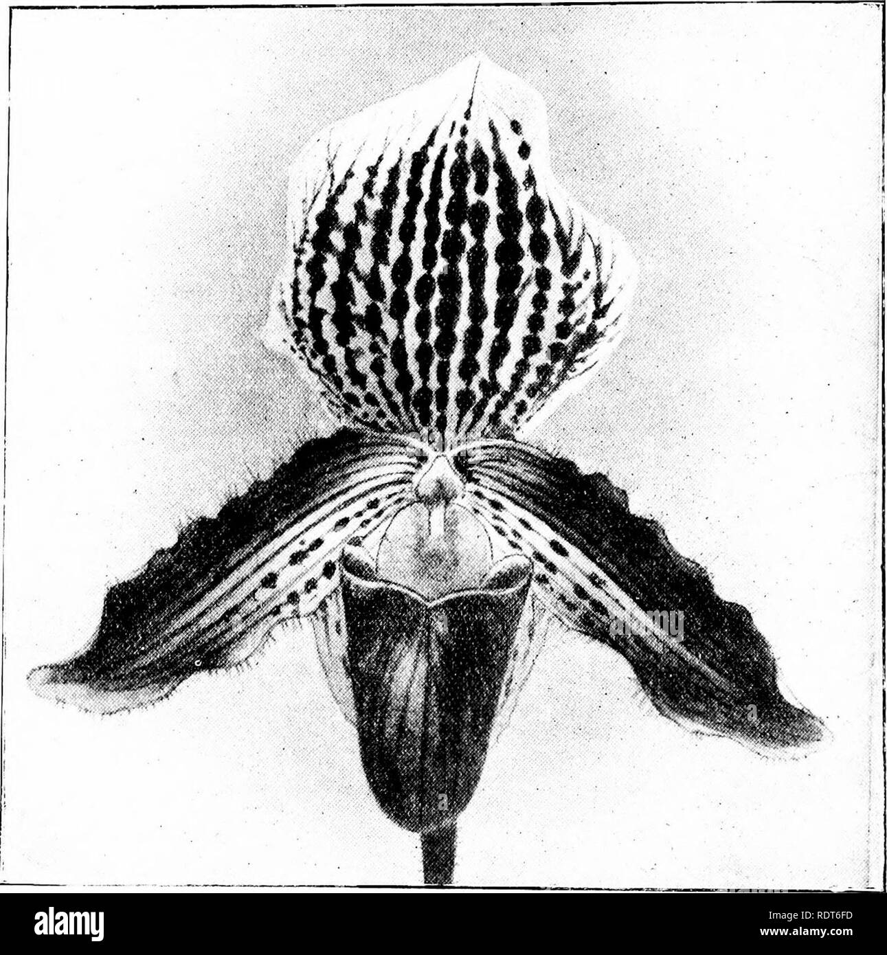 . The orchid stud-book: an enumeration of hybrid orchids of artificial origin, with their parents, raisers, date of first flowering, references to descriptions and figures, and synonymy. With an historical introduction and 120 figures and a chapter on hybridising and raising orchids from seed. Orchids. 204 THE ORCHID STUD-BOOK. [Part II. C. x Paulii, hind xii. t. 571.âMiteau. C X Caroline, G.C. 1903, i. 46; Rev. H. Beige, 1903, 47.- Janssens &amp; Putzeys. C. X Chantino-Boxallii, J. S. H. Fr. 1899, 55.âBleu. C. x fulshawense, G.C. 1903, ii. 340 ; O.R. 1903, 363. âE. Ashworth. 531. P. X Schofle Stock Photo
