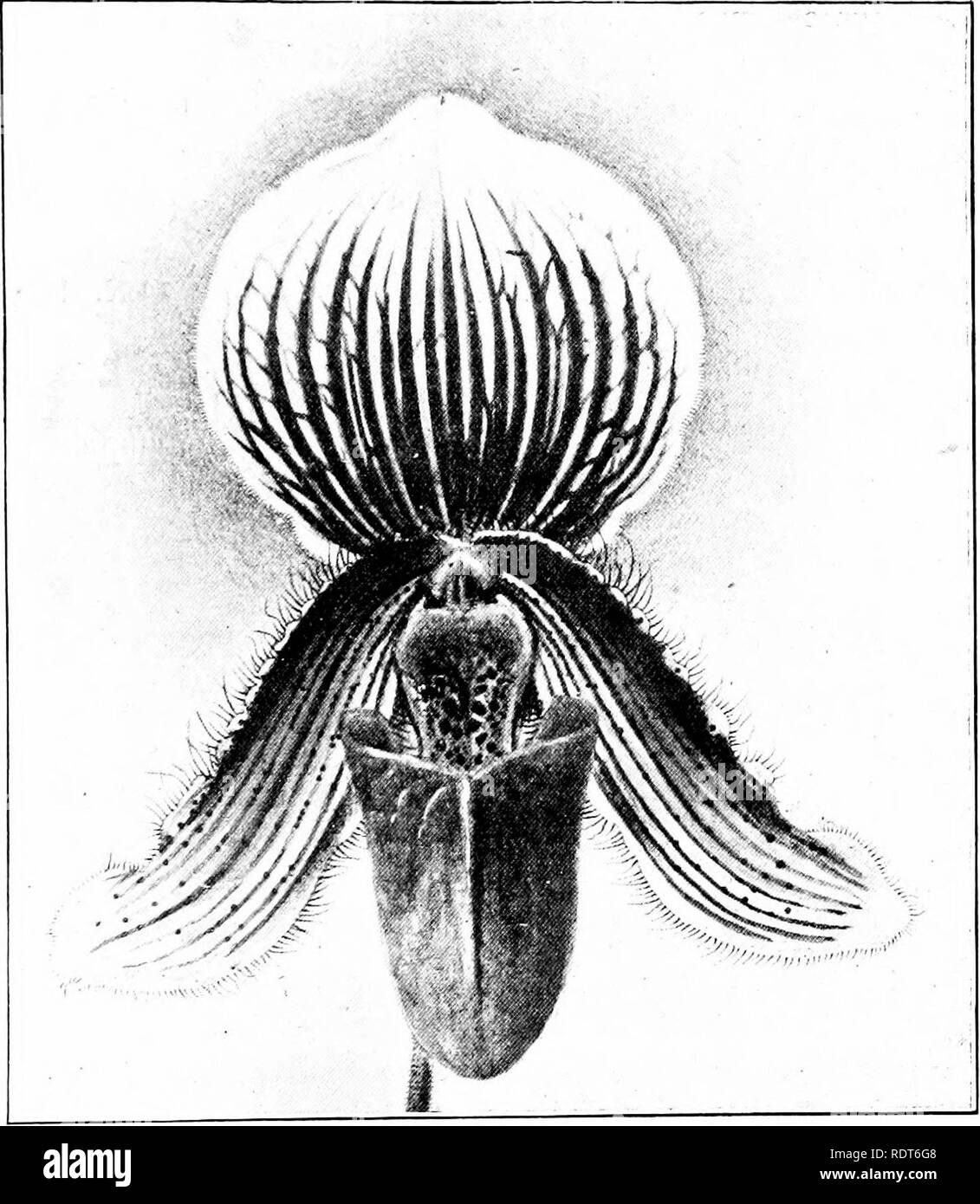 . The orchid stud-book: an enumeration of hybrid orchids of artificial origin, with their parents, raisers, date of first flowering, references to descriptions and figures, and synonymy. With an historical introduction and 120 figures and a chapter on hybridising and raising orchids from seed. Orchids. Part II.] THE ORCHID STUD-BOOK. 195 C. x James K. Polk, Amer. G. 1900, 200; Rep. Miss. Bot. G. 1900, 201. t. Roebling. C. x edgbastonense, G.C. 1902, i. 219; O.R. 1902, 117.— Latham. P. X elgbastonense, O.R. 1903, 95.—Latham. C. x Violetta, G.C. 1903, i. 302: O.R. 1903, 179.—Charlesworth. $69. P Stock Photo