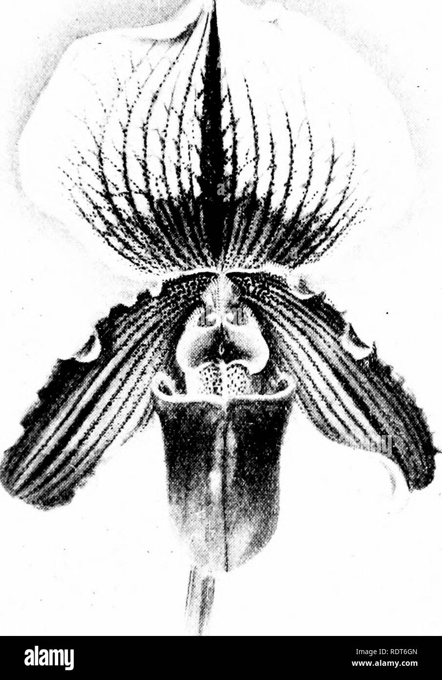 . The orchid stud-book: an enumeration of hybrid orchids of artificial origin, with their parents, raisers, date of first flowering, references to descriptions and figures, and synonymy. With an historical introduction and 120 figures and a chapter on hybridising and raising orchids from seed. Orchids. Part 11.1 THE ORCHID STUD-BOOK. 187 C. X Haynaldo-Chamberlainianum, O.K. 1897, 350.—E. Ashworth. C. X Myra, Boyle Wood!. 0. 179.—R. H. Measures. 410. P. X Nandii (callosum 2 Tautzianum). — R. 1. Measures, 1894. C. x Nandii, G.C. 1S94, ii. 318; O.R. 1894, 310, 319; G.M. 1895, 403, f. 511. P. X Na Stock Photo
