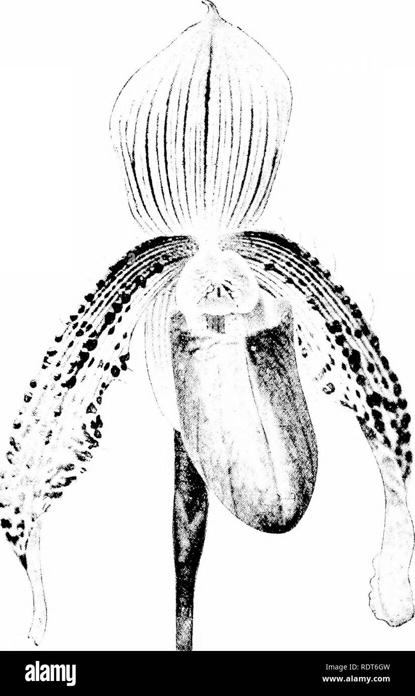 . The orchid stud-book: an enumeration of hybrid orchids of artificial origin, with their parents, raisers, date of first flowering, references to descriptions and figures, and synonymy. With an historical introduction and 120 figures and a chapter on hybridising and raising orchids from seed. Orchids. 186 THE ORCHID STUD-BOOK. [Part II 508. F. X Murillo (Argus X Boxallii ? ), Kerch. Liv. d. O. 481.—Vuylsteke, 1892. C. x Murillo, G.C. 1893, i. 162; O.R. 1893, 147. C. X Dibdin (Argus? ), G.C. 1893, i. 162; O.R. 1893, 118.— Tautz. C. x Cyris, G.C. 1894, ii. 605 ; O.R. 1894, 374 ; G.M. 1894, 701, Stock Photo