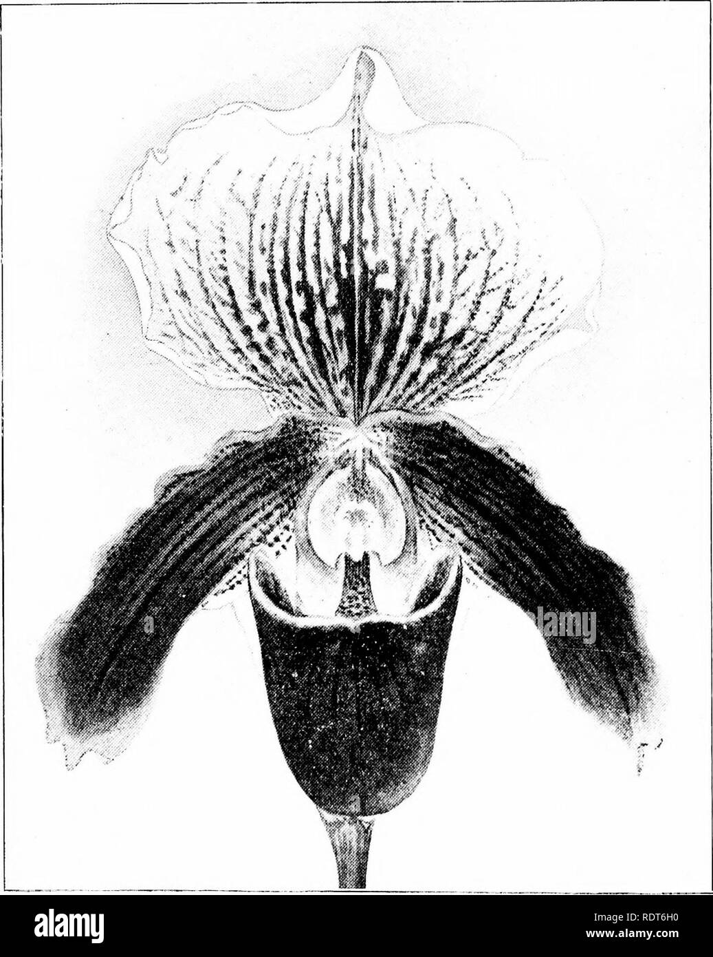 . The orchid stud-book: an enumeration of hybrid orchids of artificial origin, with their parents, raisers, date of first flowering, references to descriptions and figures, and synonymy. With an historical introduction and 120 figures and a chapter on hybridising and raising orchids from seed. Orchids. 184 THE ORCHID STUD-BOOK. [Part II. C. x Milo, G.C. 1894, ii. 70; O.R. 1895, 30; J.H. 1899, ii. 503, f. 89 (Westonbirt var.) ; G.C. 1899, ii. 413, f. 131 (id.). 398. P. X miniatum (Curtisii ? x insigne).—Sander, 1895. C. x miniatum, Gard. 1895, i. 50; G.C. 1895, i. 199; O.R. 1896, 38; 1900, 351. Stock Photo
