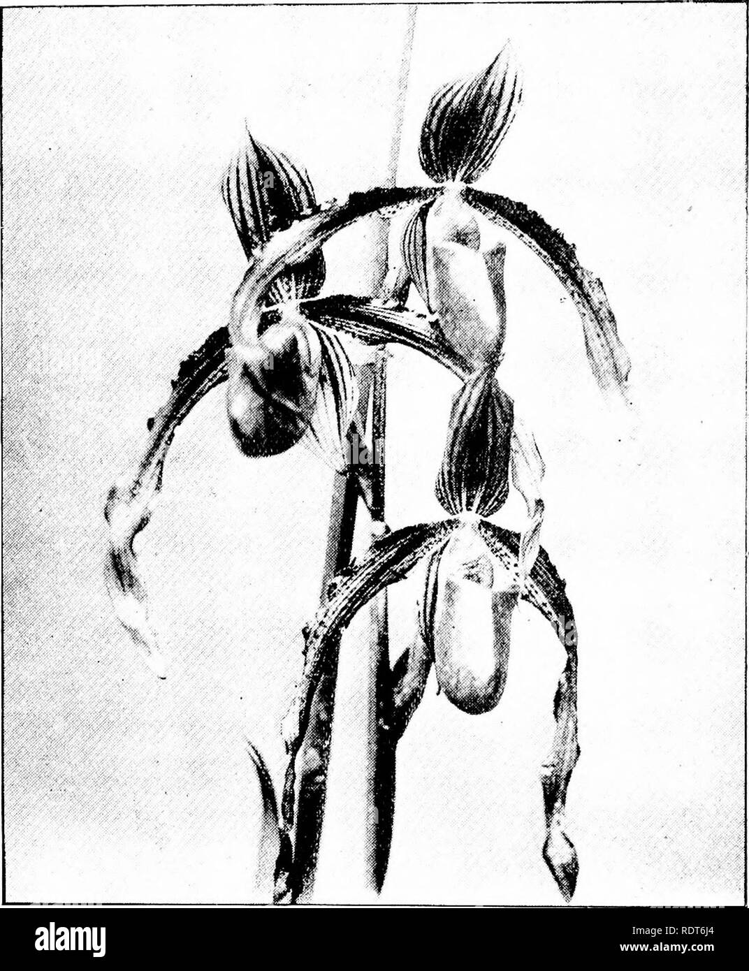 . The orchid stud-book: an enumeration of hybrid orchids of artificial origin, with their parents, raisers, date of first flowering, references to descriptions and figures, and synonymy. With an historical introduction and 120 figures and a chapter on hybridising and raising orchids from seed. Orchids. 164 THE ORCHID STUD-BOOK Part II. 268. P. X Harrisander (x Harrisianum 2 x Sanderianum).âWinn, 1896. C. X Harrisander, G.C. 1896, ii. 137 ; O.K. 1896, 228 ; 273, f. 14. [See Fig. 58. 269. P. X Harrisianum (barbatum x villosum 2 ), Stein O. 469.âVeitch, 1869. C. X Harrisianum, G.C. 1869, 108; Fl Stock Photo