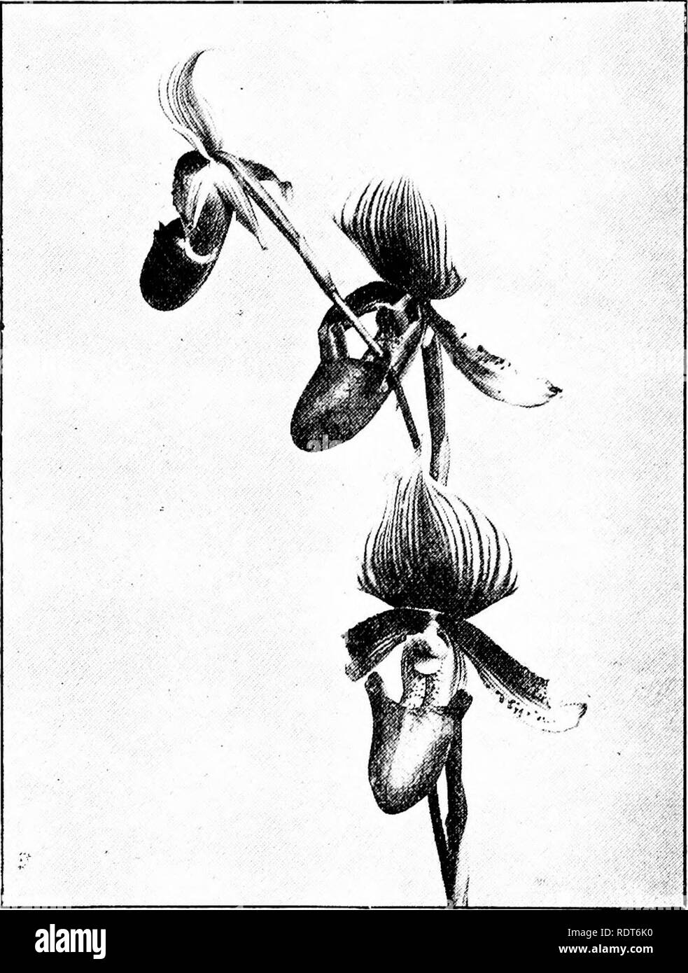 . The orchid stud-book: an enumeration of hybrid orchids of artificial origin, with their parents, raisers, date of first flowering, references to descriptions and figures, and synonymy. With an historical introduction and 120 figures and a chapter on hybridising and raising orchids from seed. Orchids. 150 THE ORCHID STUD-BOOK. [Part II. C. X Cymatodes, R. 11. Mens. Cyp. 1893, ed. 2,29; G.C, ii. 684 (unnamed). — R. H. Measures. C. x beechense, G.C. 1894, i. 762; 0.2?, 1894, 223.—Y. R. Lee. 161. P. X Cythera (purpuratum x Spicerianum ? ),Kerch. Liv. d. 0. 478.— R. H. Measures, 1890. C. x Cythe Stock Photo