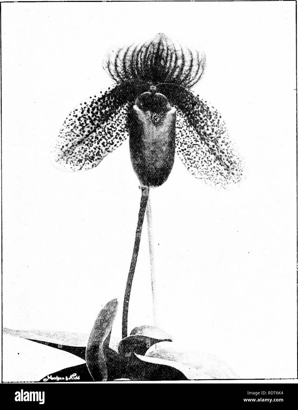 . The orchid stud-book: an enumeration of hybrid orchids of artificial origin, with their parents, raisers, date of first flowering, references to descriptions and figures, and synonymy. With an historical introduction and 120 figures and a chapter on hybridising and raising orchids from seed. Orchids. Part II. THE ORCHID STUD-BOOK. 149 C. x Cybele, Gard. &amp; For. 1892, 562 ; G.C. 1895, i. 199. C. x basileum, R. H. Mens. Cyp. ed. 2, 16.—R. H. Measures. C. x highfieldense, G.C. 1896, i. 530; O.R. 1896, 159; Gard. 1896, i. 316 (&quot; highfieldianum &quot;).—Burton. C. x Drurio-Lawrenceanum, 0 Stock Photo