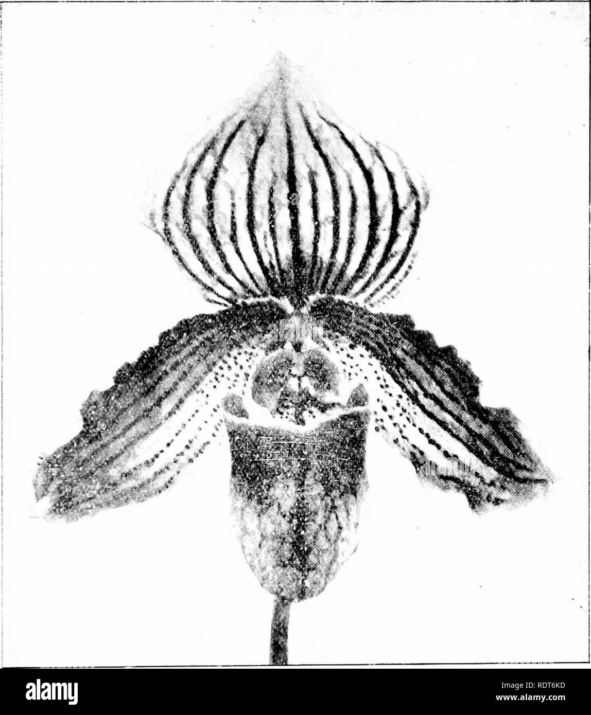 . The orchid stud-book: an enumeration of hybrid orchids of artificial origin, with their parents, raisers, date of first flowering, references to descriptions and figures, and synonymy. With an historical introduction and 120 figures and a chapter on hybridising and raising orchids from seed. Orchids. Part II.l THE ORCHID STUD-BOOK. 137 C. x lucidum v. Beatrice, Hans. 0. Hyb. 159.—Drewett. 66. P. x Behrensianum (Boxallii ? x Io), Kerch. Liv. d. O. 476.— Sander, 1S94. C. x Behrensianum, O.K. 1894, 111 ; 'J. S. H. Fr. 1896, 929. C. x Roeblingianum, Bohnh. Diet. O. Hyb. 31. C. x Ionodes, A'. H.  Stock Photo