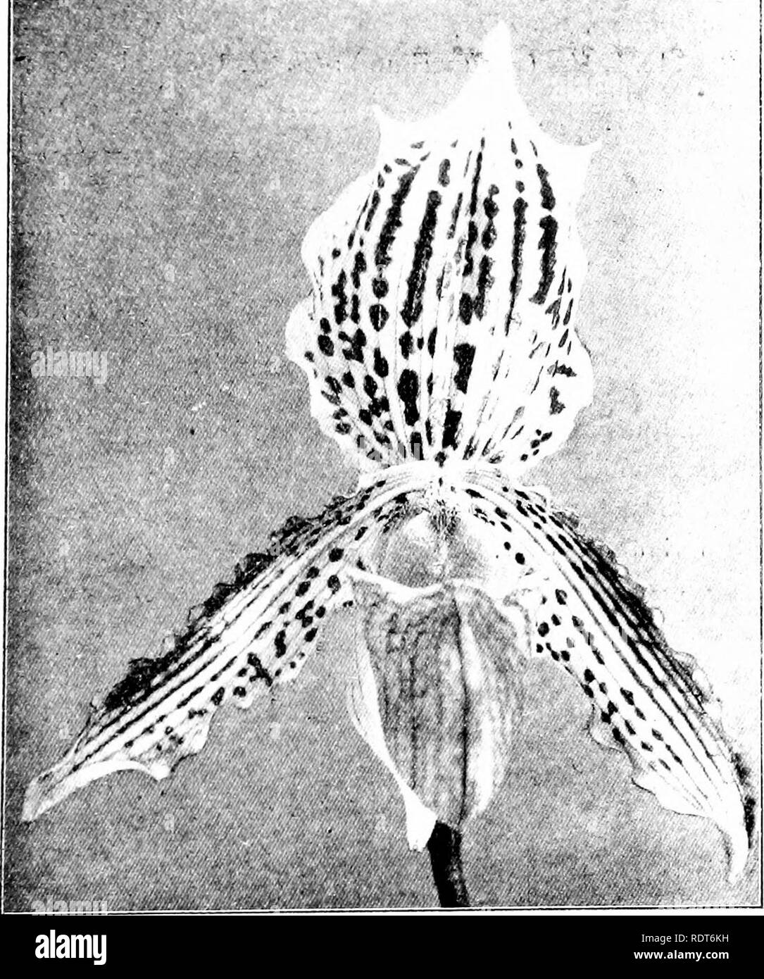 . The orchid stud-book: an enumeration of hybrid orchids of artificial origin, with their parents, raisers, date of first flowering, references to descriptions and figures, and synonymy. With an historical introduction and 120 figures and a chapter on hybridising and raising orchids from seed. Orchids. Part II.] THE ORCHID STUD-BOOK. 133 35. P. X Argo-Morganise (Argus 5 X Morganise).—Lawrence, 1898. C. x Argo-Morganite, G.C. 1898, ii. 391 ; O.K. 1898, 374 ; G.M. 1898, 766, f. ; J.R.H.S. xxii. Proc. 220, 221, f. 141. 36. P. X Argutus (Argus x Arthurianum), O.K. 1903, 56.—R. 1. Measures, 1898. C Stock Photo