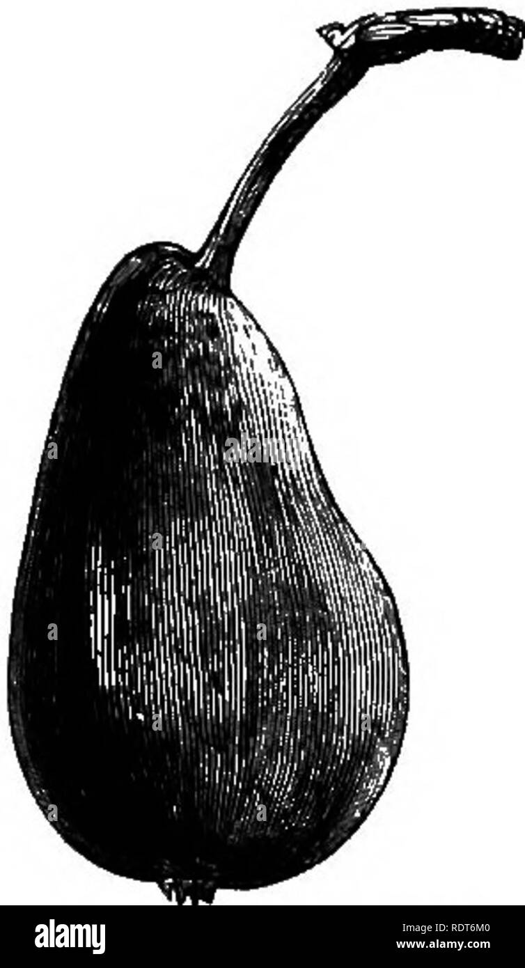 . My garden, its plan and culture together with a general description of its geology, botany, and natural history. Gardening. THE PEAR. 157 not extracted from pears but from fusel oil. The pear drops sold at the &quot;shops&quot; are'flavoured exclusively with this oil&quot;. Some authorities con- sider that this pear was mentioned by Pliny, and' was introduced into this country by the Romans. It attains great perfection at. Please note that these images are extracted from scanned page images that may have been digitally enhanced for readability - coloration and appearance of these illustratio Stock Photo