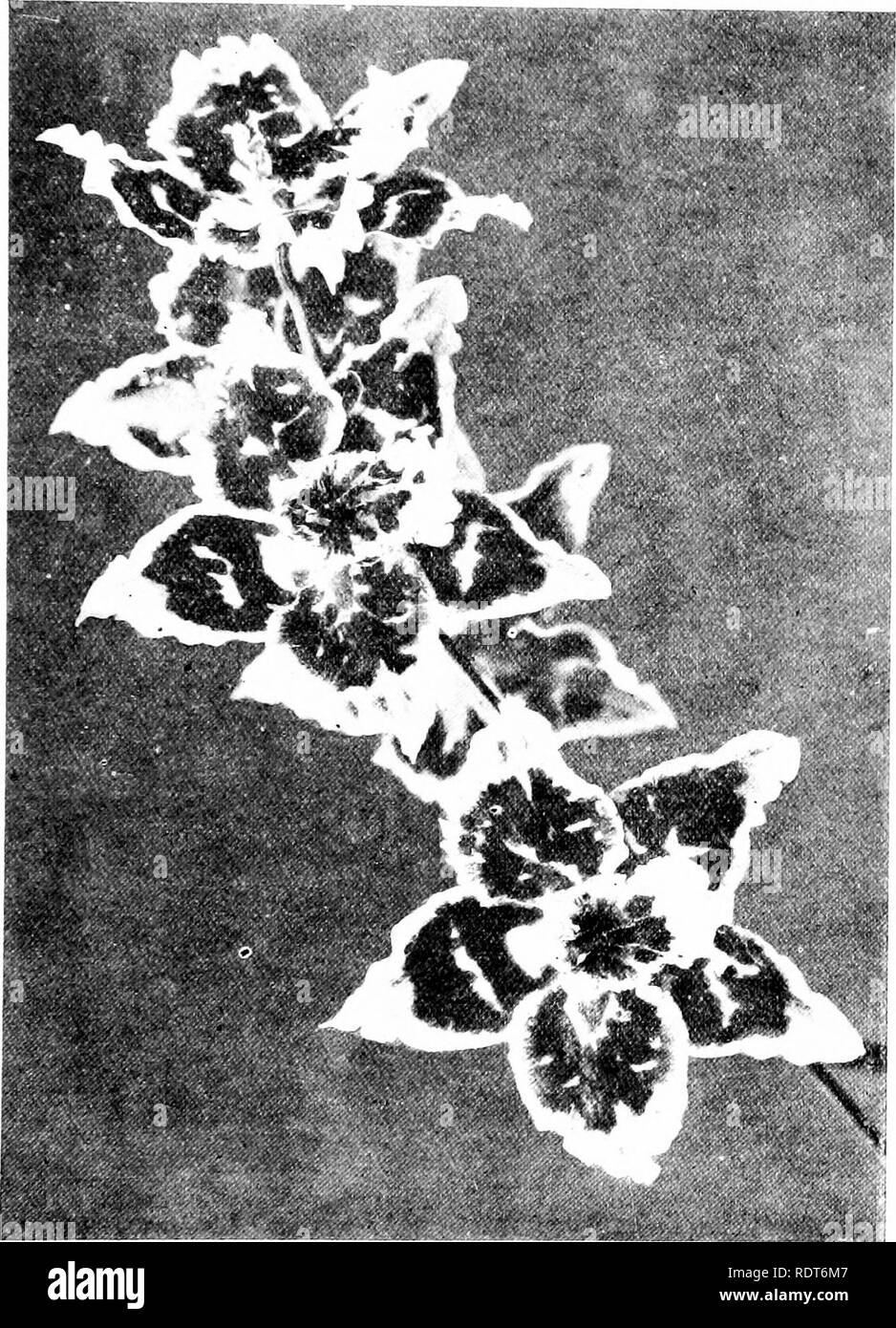 . The orchid stud-book: an enumeration of hybrid orchids of artificial origin, with their parents, raisers, date of first flowering, references to descriptions and figures, and synonymy. With an historical introduction and 120 figures and a chapter on hybridising and raising orchids from seed. Orchids. Part II.l THE ORCHID STUD-HOOK. 123 21 MILTONIA. , 1. M. x Bleuana (Roezlii x vexillaria 5), &gt;'. S. II. Fr. 1889, 29, 30; Orchidoph, 1889, 45 ; G.C. 1S89, i. 203 : Liud. iv. t. 176 ; Rdchenb. ser. 2, i. 67, t. 32 ; O./l. ix. t. 412 (v. splendens) ; T Jl/nw, 0. viii, 118, 119, f. ; O.A'. 1893 Stock Photo