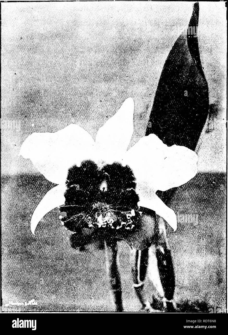 . The orchid stud-book: an enumeration of hybrid orchids of artificial origin, with their parents, raisers, date of first flowering, references to descriptions and figures, and synonymy. With an historical introduction and 120 figures and a chapter on hybridising and raising orchids from seed. Orchids. 106 THE ORCHID STUD-BOOK. [Part II. Catlaalia x Hyeana, Hans. O. Hyb. p. 95, may be a form of L.-c. X Gottoiana or L.-c. x albanensis. 125. L.-c. x Iberia (L. cinnabarina x L.-c. x bella), G.C. 1902, i. 280; O.K. 1902, 149; G.M. 1902, 265 (Ibera).—Veitch, 1902. 126. L.-c. X Ida (C. Lawrenceana x Stock Photo