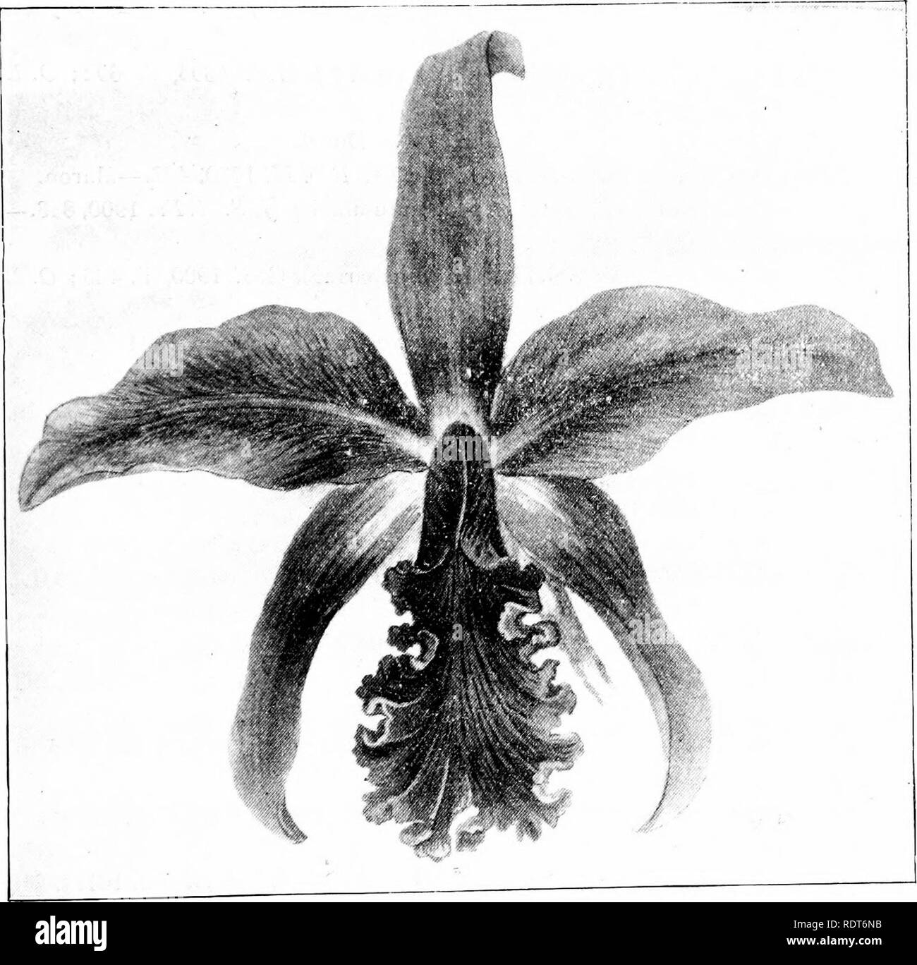. The orchid stud-book: an enumeration of hybrid orchids of artificial origin, with their parents, raisers, date of first flowering, references to descriptions and figures, and synonymy. With an historical introduction and 120 figures and a chapter on hybridising and raising orchids from seed. Orchids. Part II.l THE ORCHID STUD-BOOK. 99 L.-c. x broomfleldensis (pumila ? ), G.C. 1894, ii. 194, 223, f. 33; J.H. 1894, ii. 170, 171, f. 25 ; G.M. 1894, 519, f.—Wells. L.-c. X Ingrami v. broomfleldensis, O.K. 1S94, 287. L.-c. X Normani, Sand. O. Guide, 278. 51. L.-c. x Clonia (C. Warscewiczii $ x L.- Stock Photo