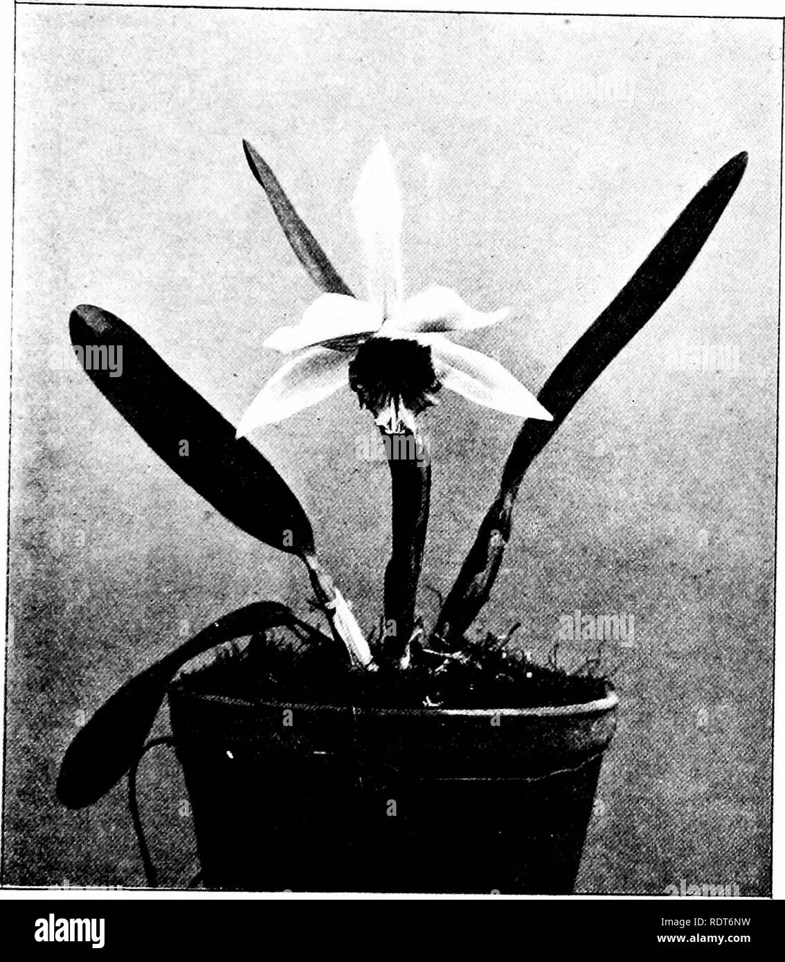 . The orchid stud-book: an enumeration of hybrid orchids of artificial origin, with their parents, raisers, date of first flowering, references to descriptions and figures, and synonymy. With an historical introduction and 120 figures and a chapter on hybridising and raising orchids from seed. Orchids. Part 11.] THE ORCHID STUD-BOOK. 89 « 3. L x cinnabrosa (cinnabarina 2 x tenebrosa), O.R. 1898, 189; Dict.Ic. 0. Lael. hyb. t. 9.—Charlesworth, 1898. L.  Halevy (tenebrosa 5 ), J. S. H. Fi: 1902, 651.—Maron. i. L. X Coronet (cinnabarina J x harpophylla), G.C. 1902, i. 151 ; O.R. 1902, 157—Charle Stock Photo