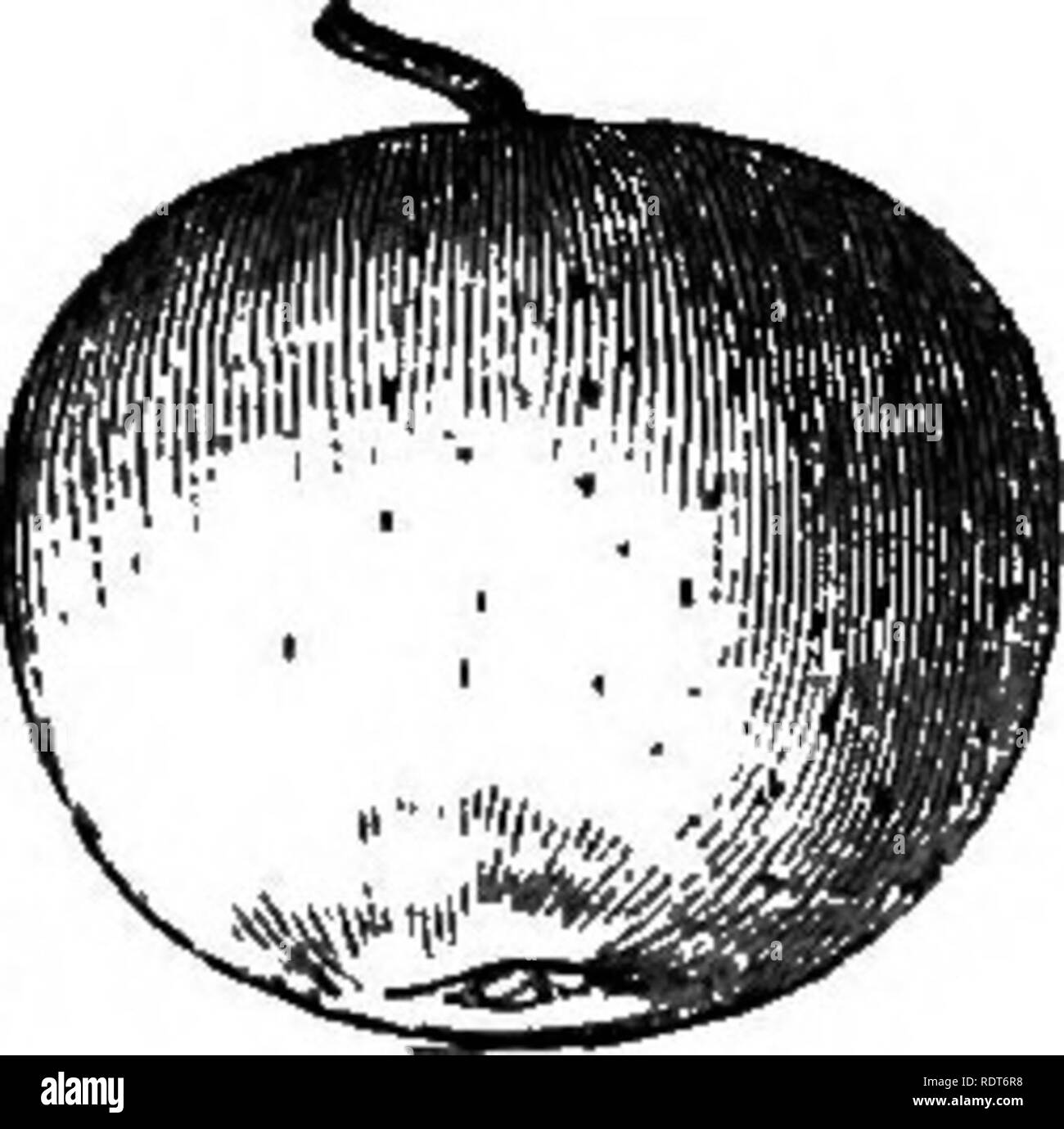 Golden pippin apple hires stock photography and images Alamy