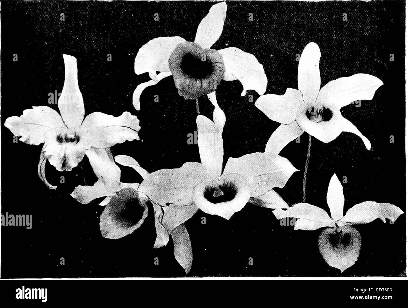 . The orchid stud-book: an enumeration of hybrid orchids of artificial origin, with their parents, raisers, date of first flowering, references to descriptions and figures, and synonymy. With an historical introduction and 120 figures and a chapter on hybridising and raising orchids from seed. Orchids. Part II.] THE ORCHID STUD-BOOK. 75 80,93; 1901, 170; G.C. 1897, i. 115; J.H. 1900, i. 239, f. 64.—Chamberlain, 1897. 15. D. x Cassiope (moniliforme J x nobile), G.C. 1890, ii. 620 ; Orchidoph. 1S93, 105, 106, f. ; O.K. 1893, 293; 1895, 126, 131 ; Reichenb. ser. 2, 5, t. 50, f. 2 ; Diet. Ic. O. D Stock Photo