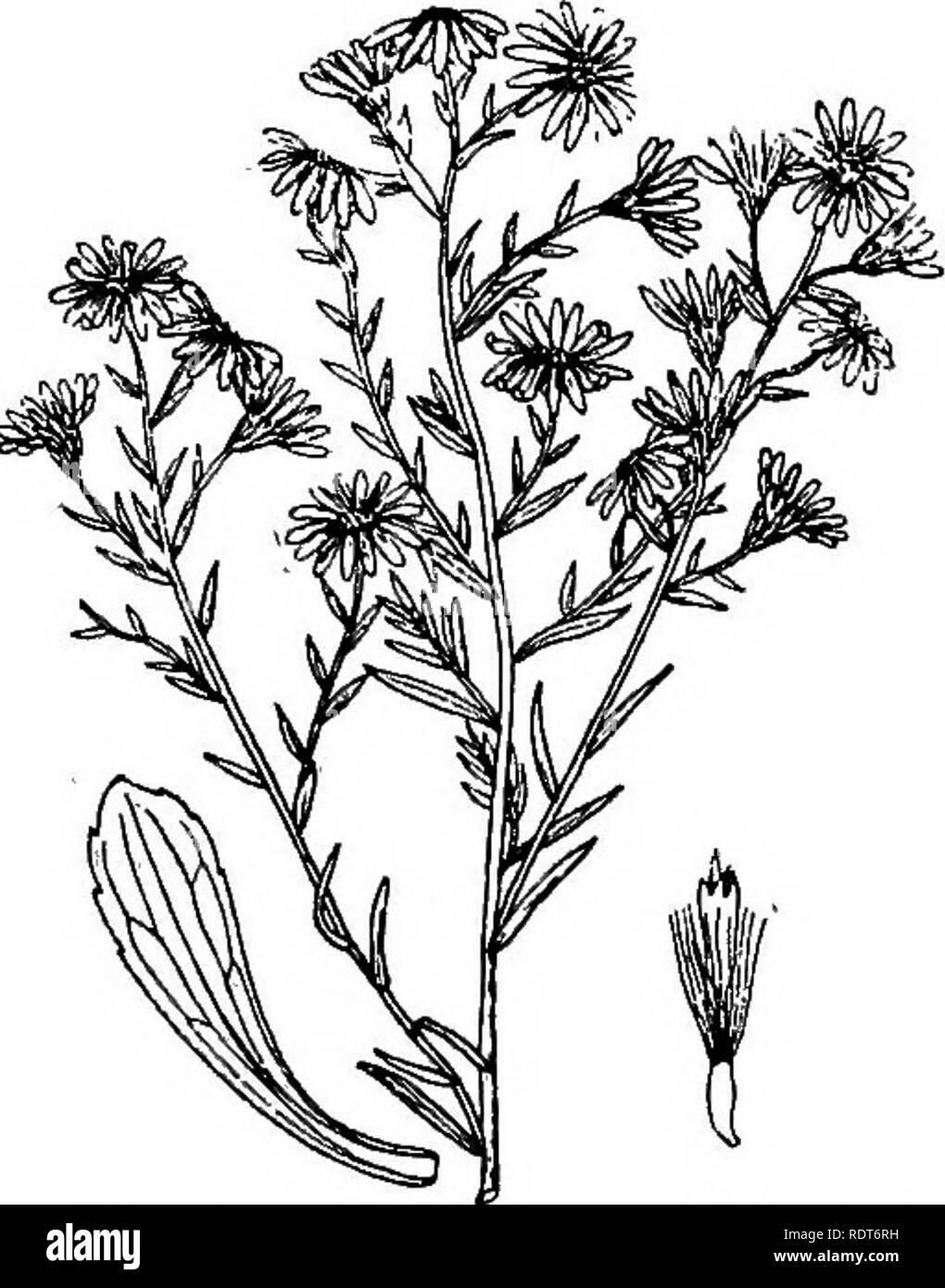 . The Indiana weed book. Weeds. WEEDS OP THE THISTLE FAMILY. 177 146. Aster ericoides L. White Heath Aster. Frost-weed Aster. Steel- weed. (P. N. 1.) Stem glabrous, or (in the variety pilosus) rough-hairy, bushy or much branched, 1-3 feet high; leaves firm or rigid, the basal ones spoon-shaped, toothed, narrowed into margined stalks; upper ones linear-lanceolate, en- tire, gradually becoming short awl-shaped. Heads very numerous, i inch broad; involucre bell-shaped, its bracts linear, leathery, abruptly pointed, overlapping in about 3 rows; rays 15-25, white or pink tinged; disk often reddish- Stock Photo