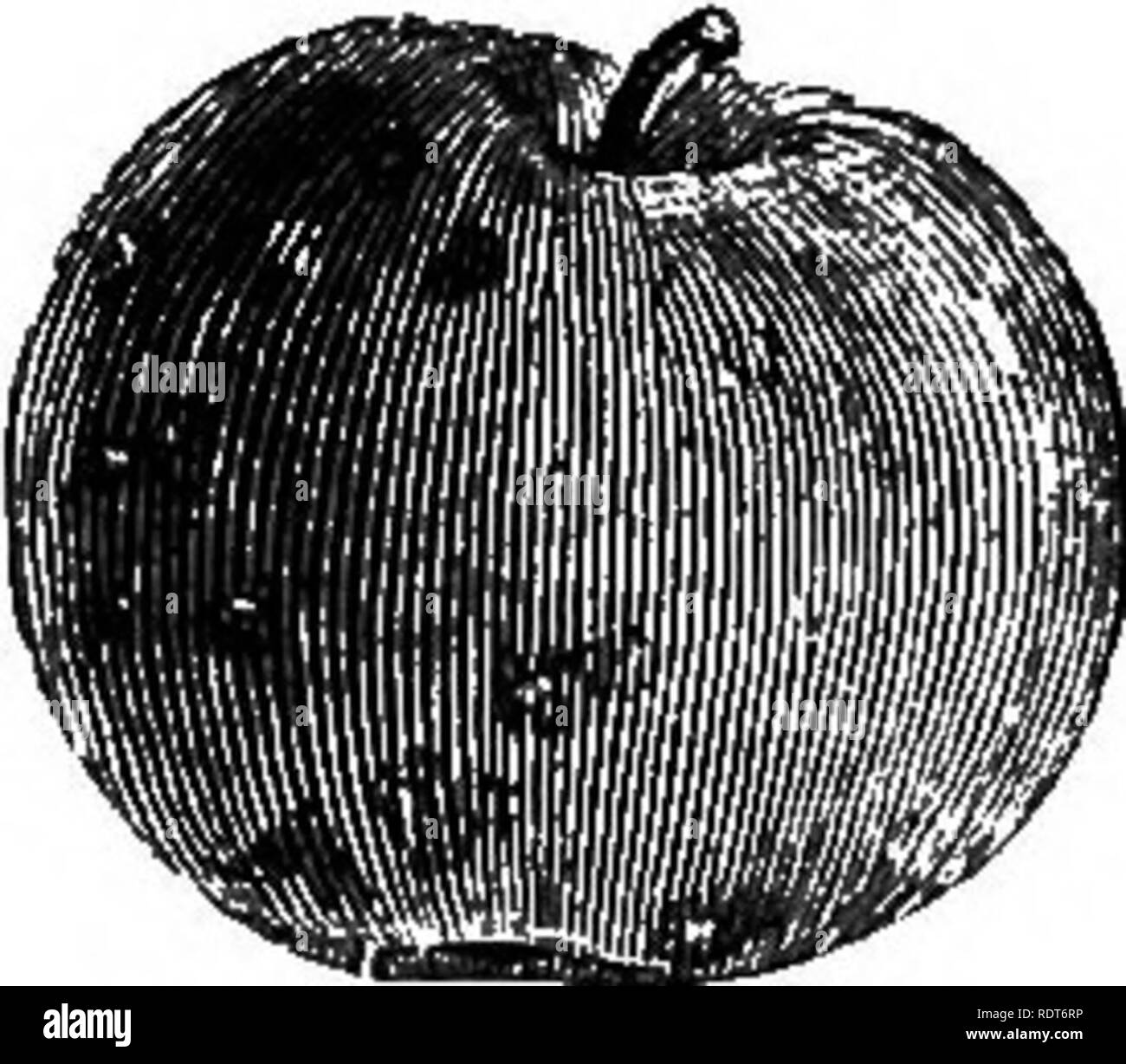 Apple court pendu plat Black and White Stock Photos & Images Alamy