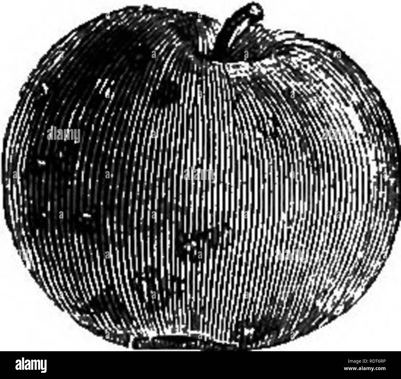 . My garden, its plan and culture together with a general description of its geology, botany, and natural history. Gardening. Fig. 242.—Northern Spy. trees worked on the Paradise stock. The latter part of December adds to our list the Court of Wick Pippin (fig. 238), Coe's Golden Drop (fig. 239), and Court-pendu Plat (fig. 240),—all valuable for their property of keeping till spring. About this time we have Mannington's Pearmain (fig. 241), which is a very fine apple; and the Northern Spy (fig. 242), which has the. Fig. 243.—American Newtown Pippin.. Please note that these images are extracted Stock Photo